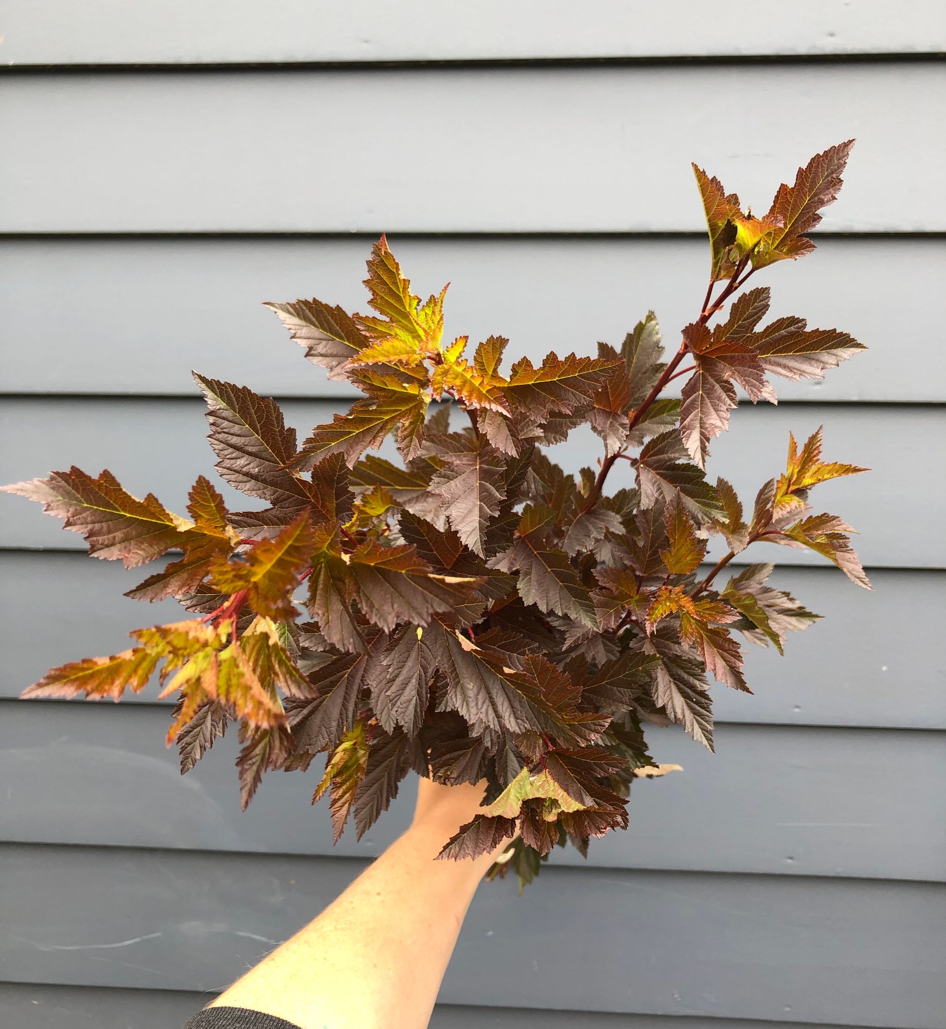 PHYSOCARPUS opulifolius
