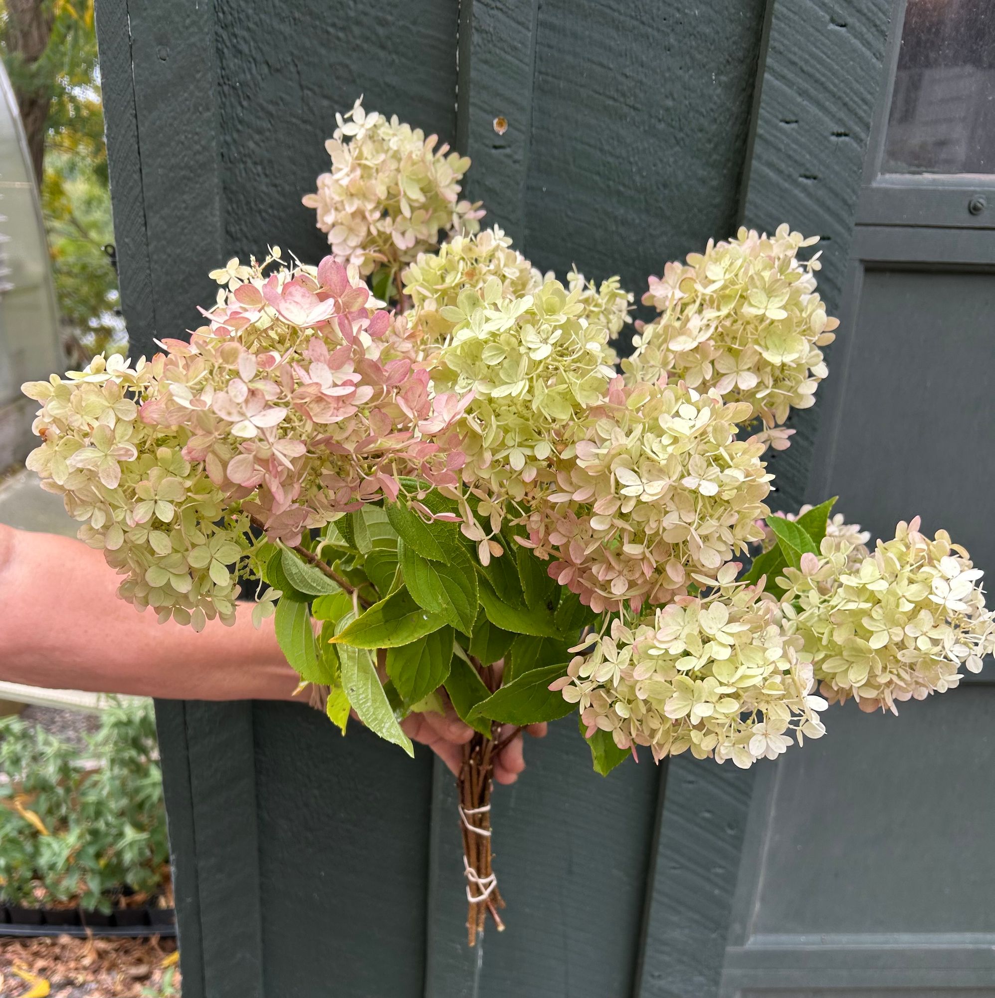 HYDRANGEA paniculata Limelight