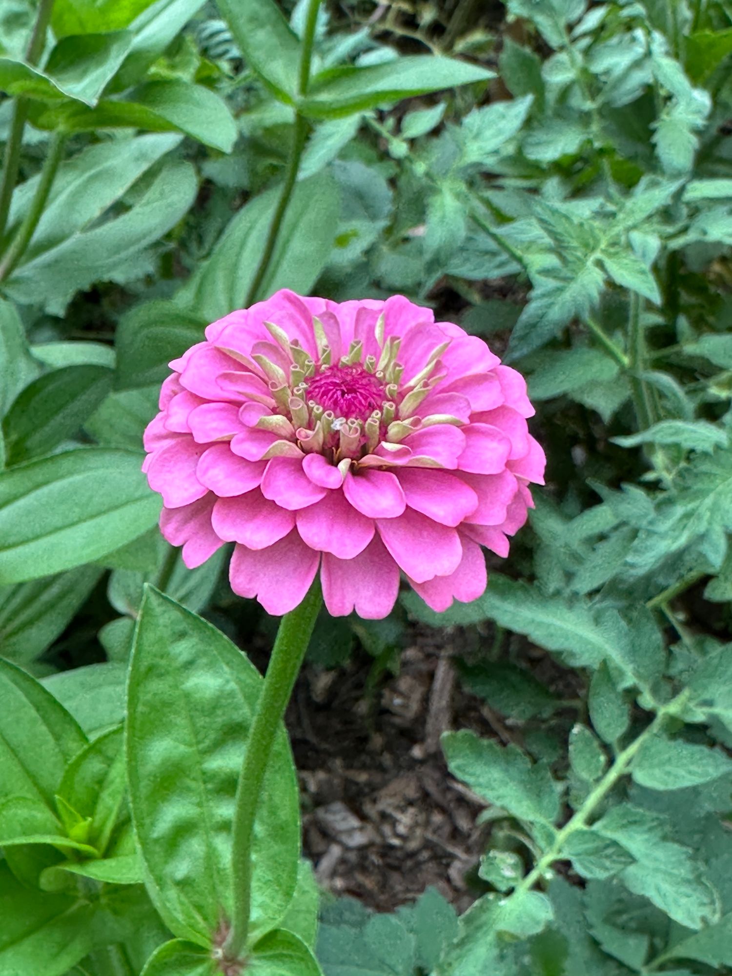ZINNIA