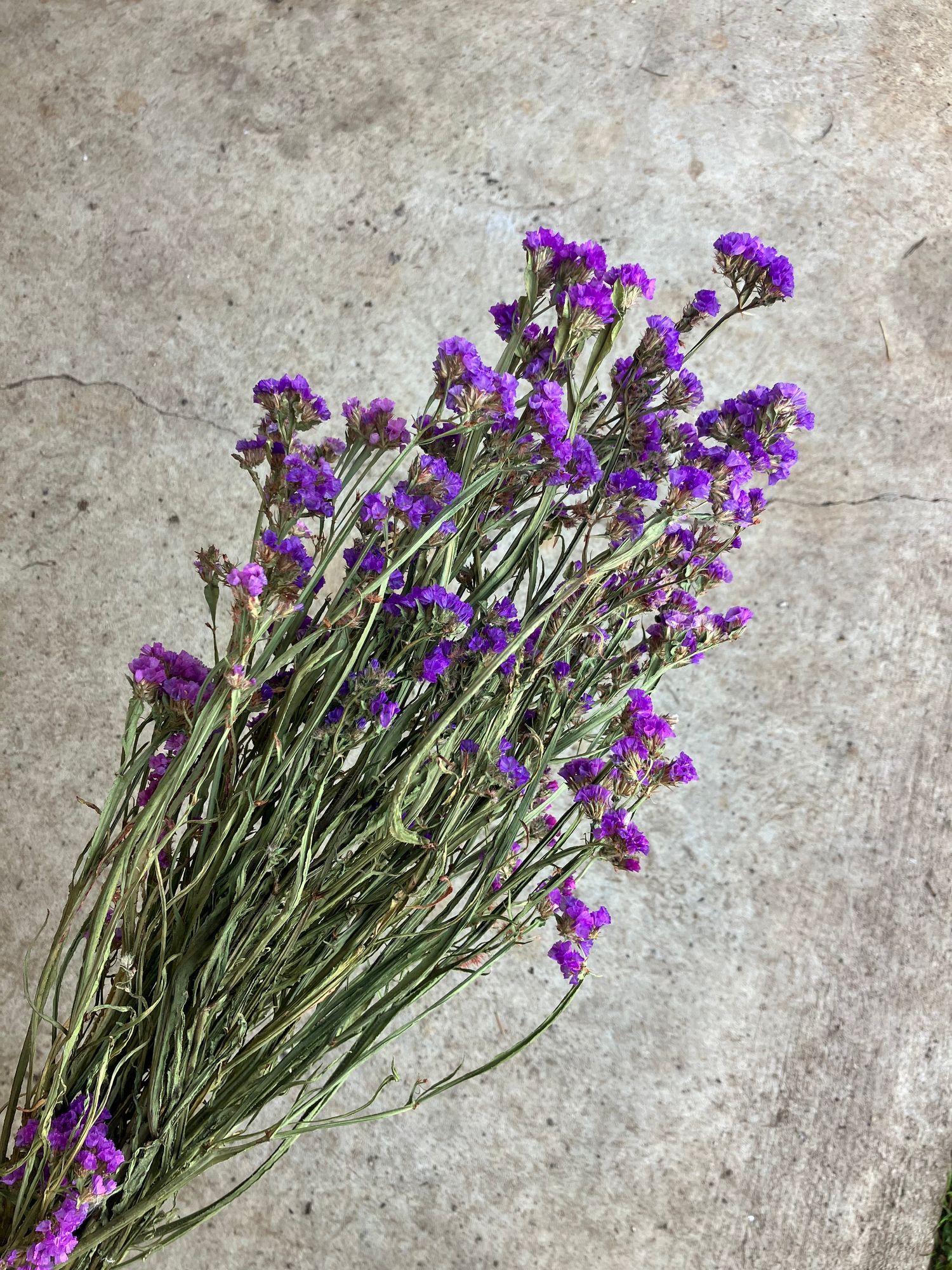 LIMONIUM sinuatum Seeker