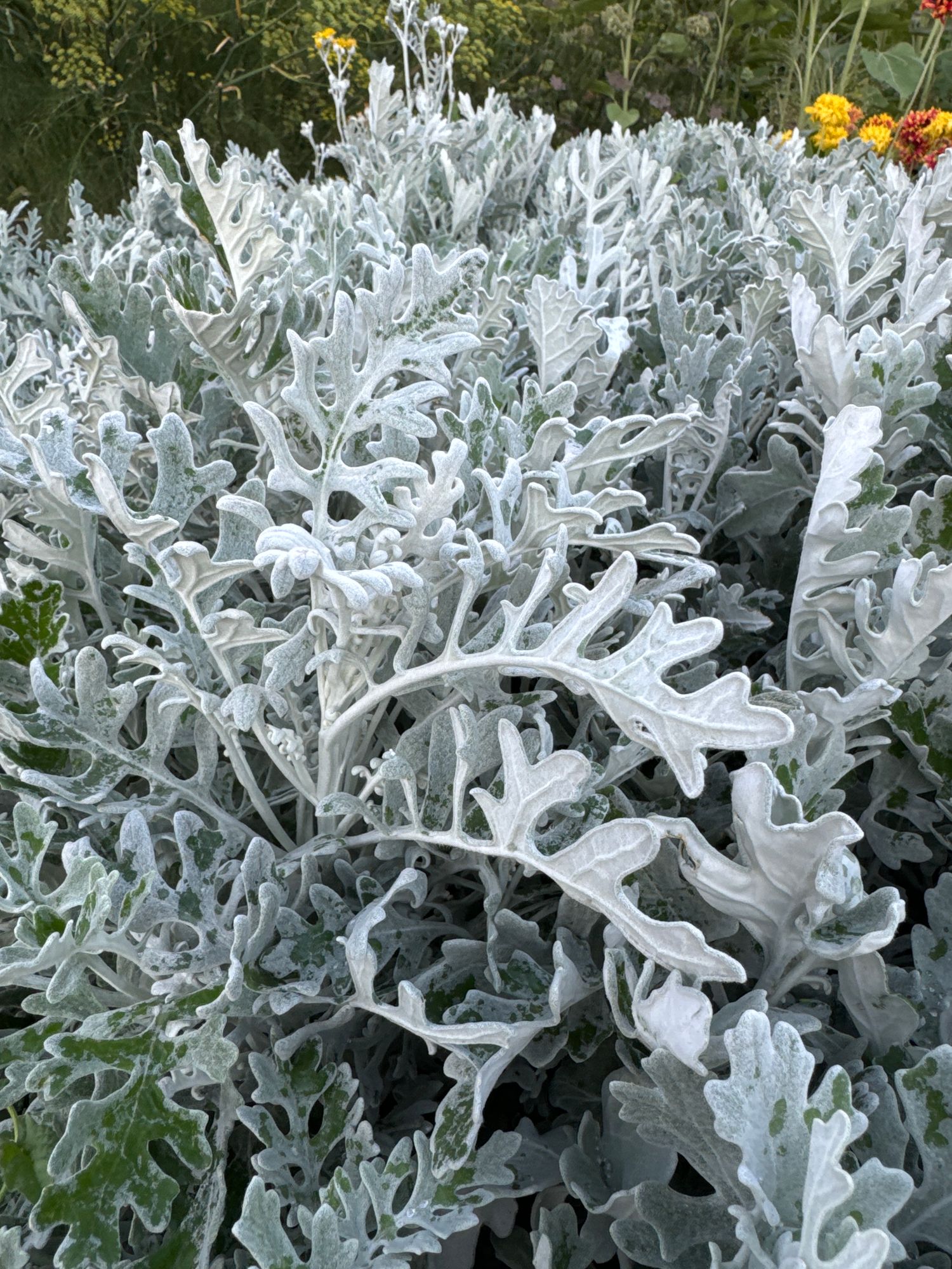 SENECIO cineraria