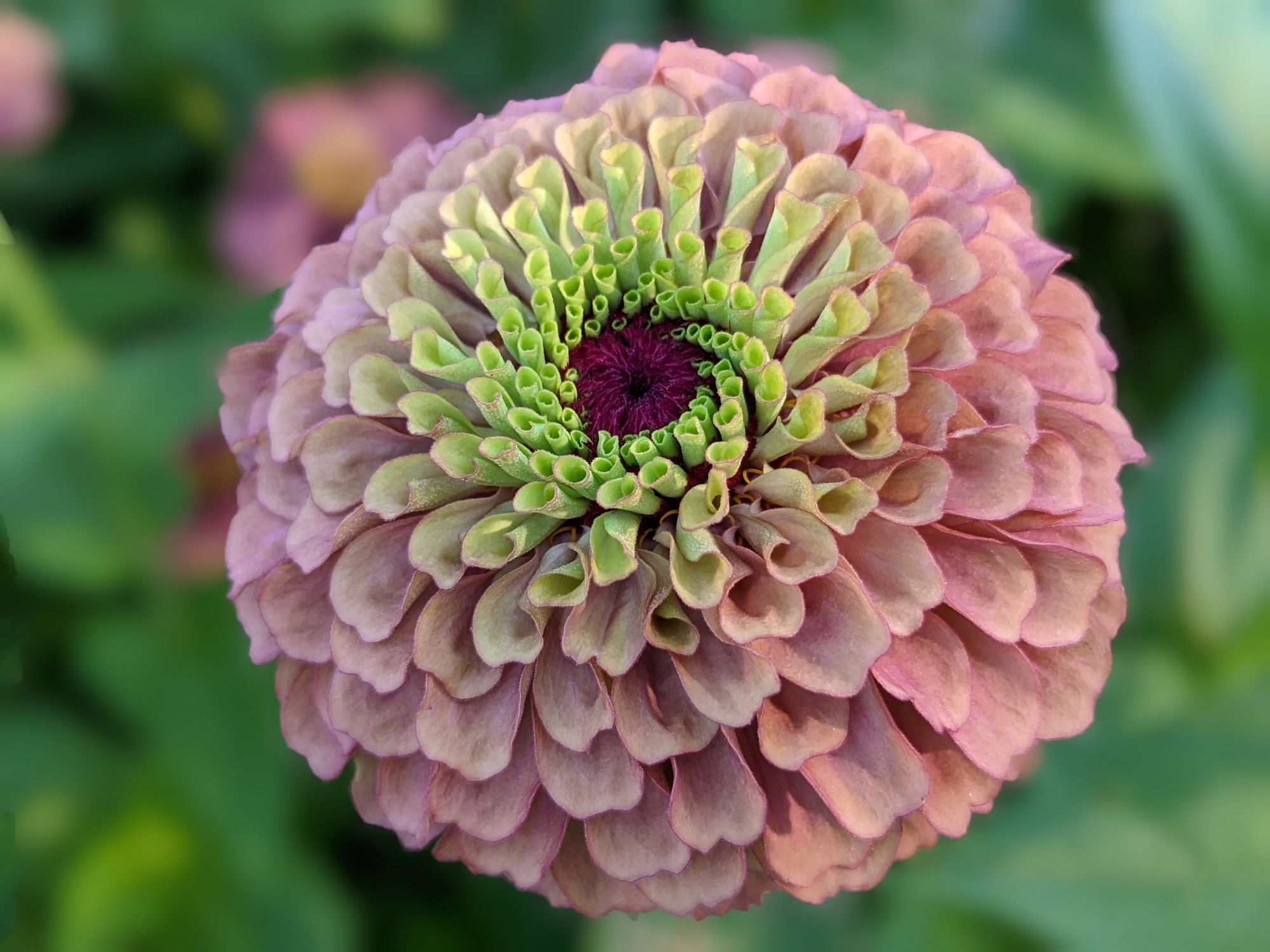 ZINNIA elegans Queeny Lime Blush