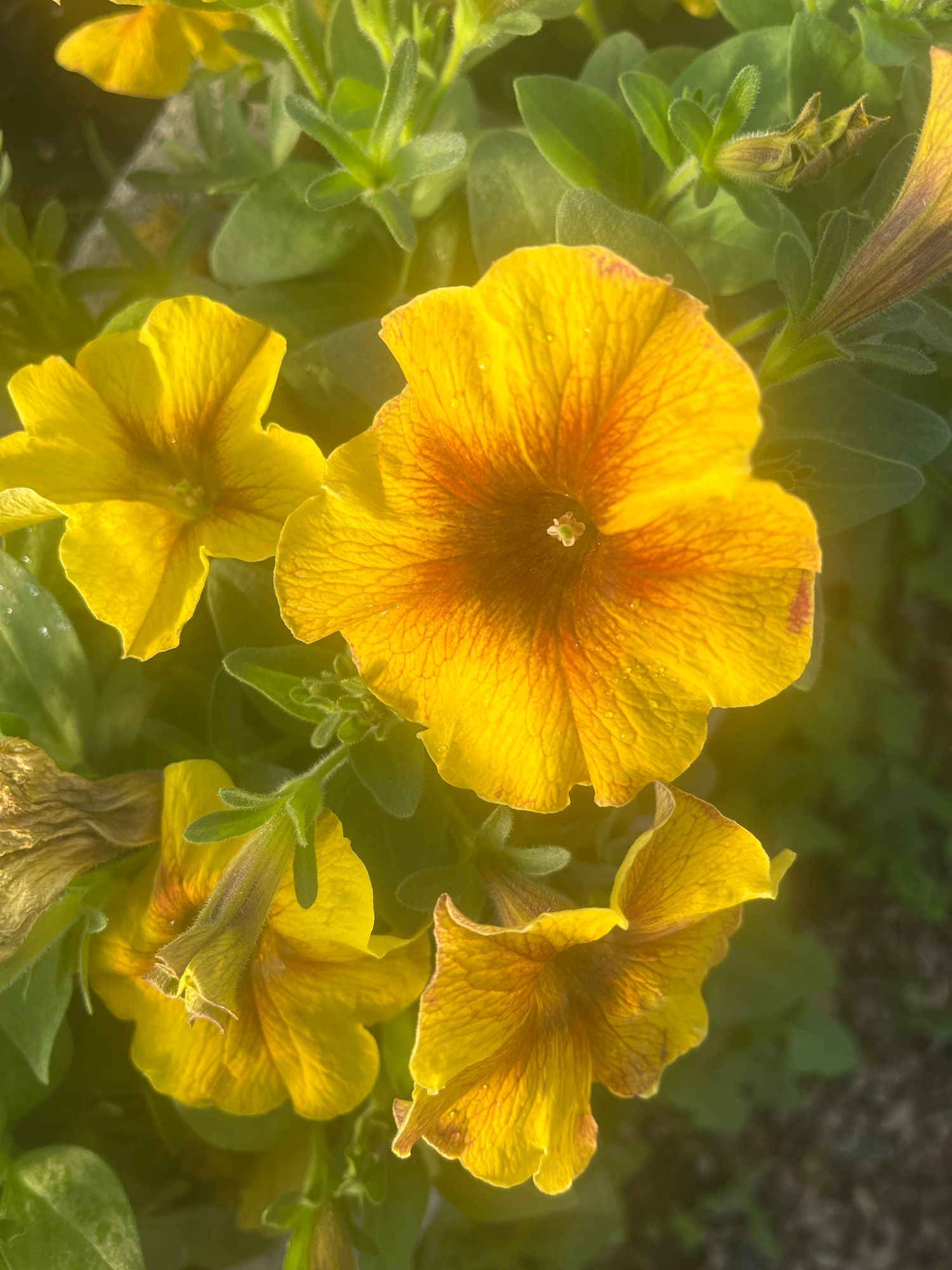 PETUNIA x Petchoa SuperCal Caramel Yellow