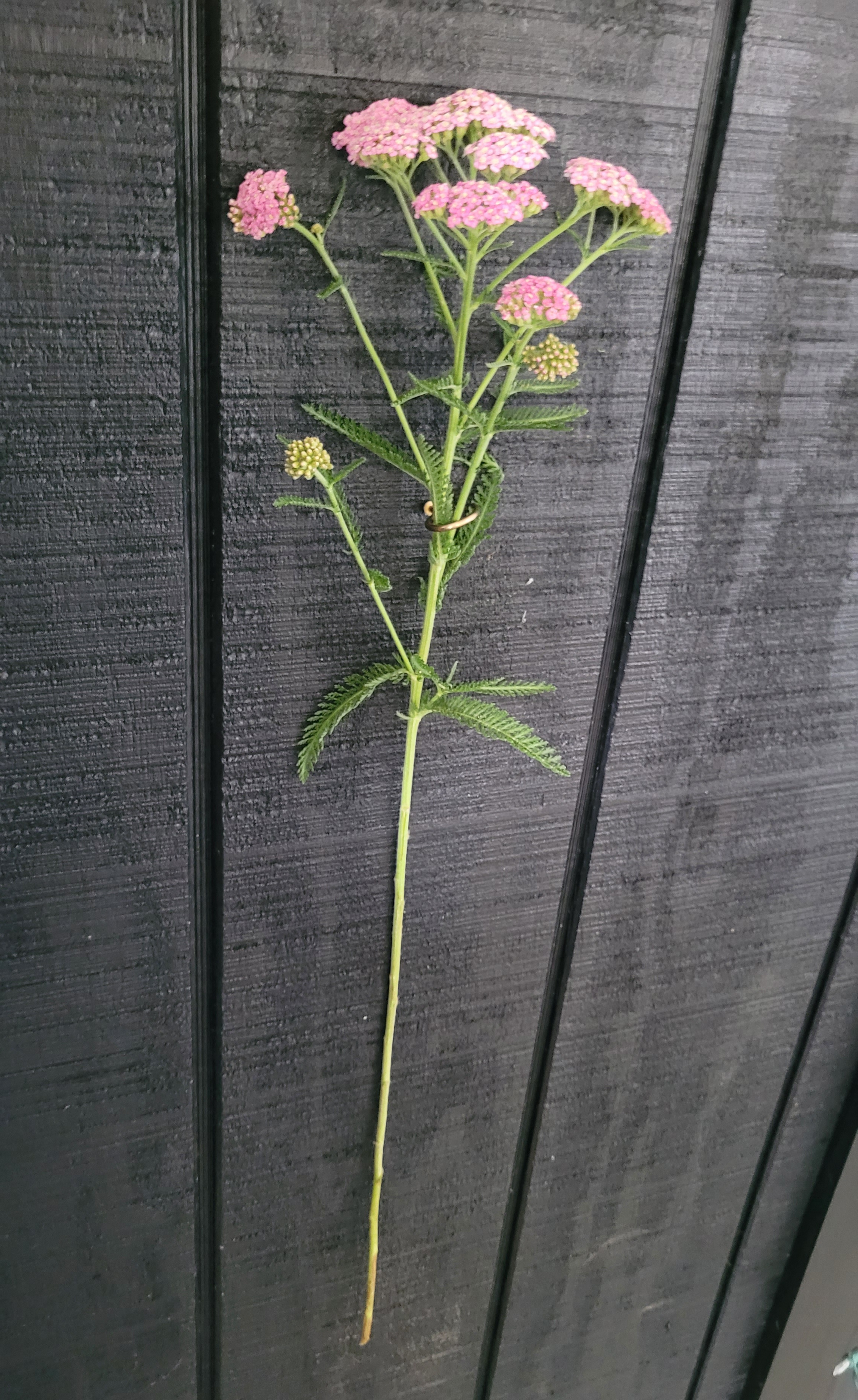 ACHILLEA ageratifolia
