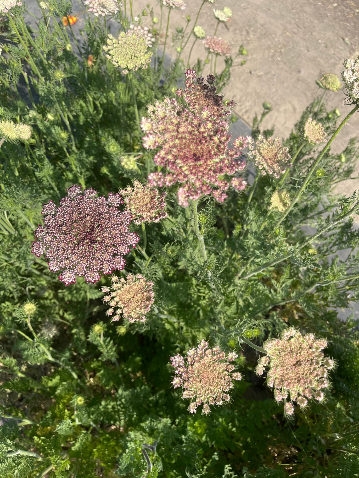 DAUCUS carota Dara
