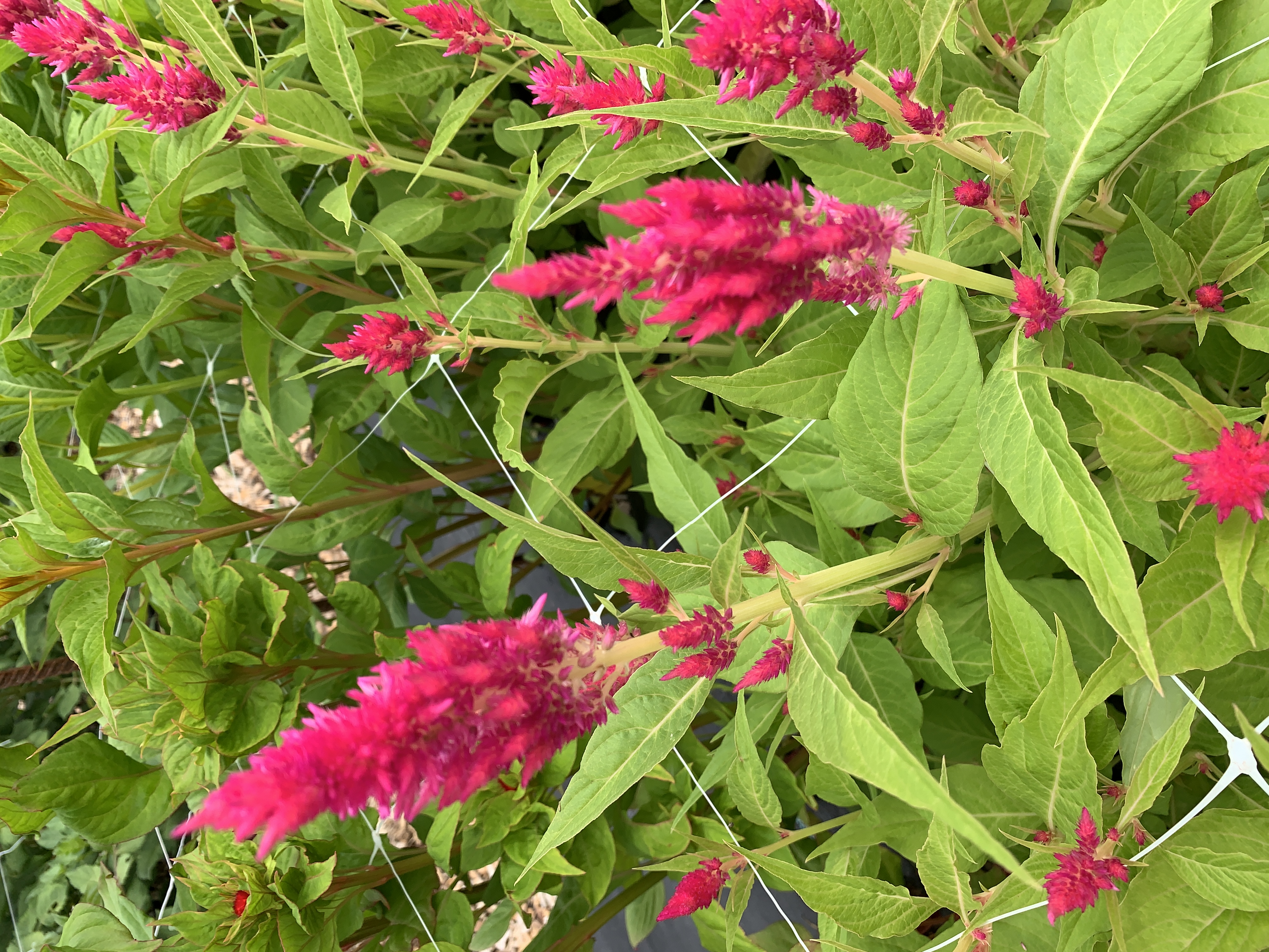 CELOSIA argentea var. plumosa Sunday Bright Pink