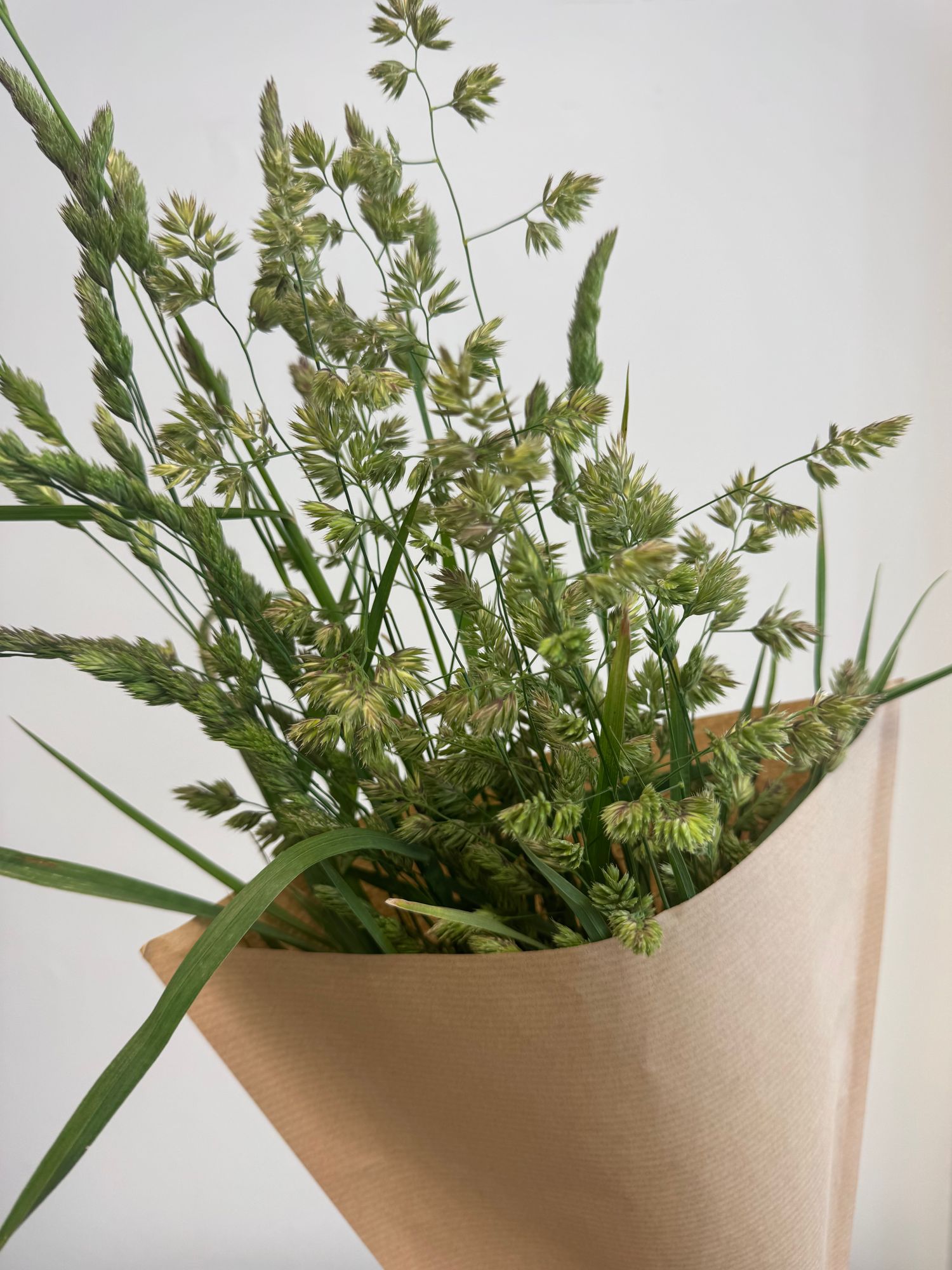 Dactylis, Orchard Grass, Cock’s Foot