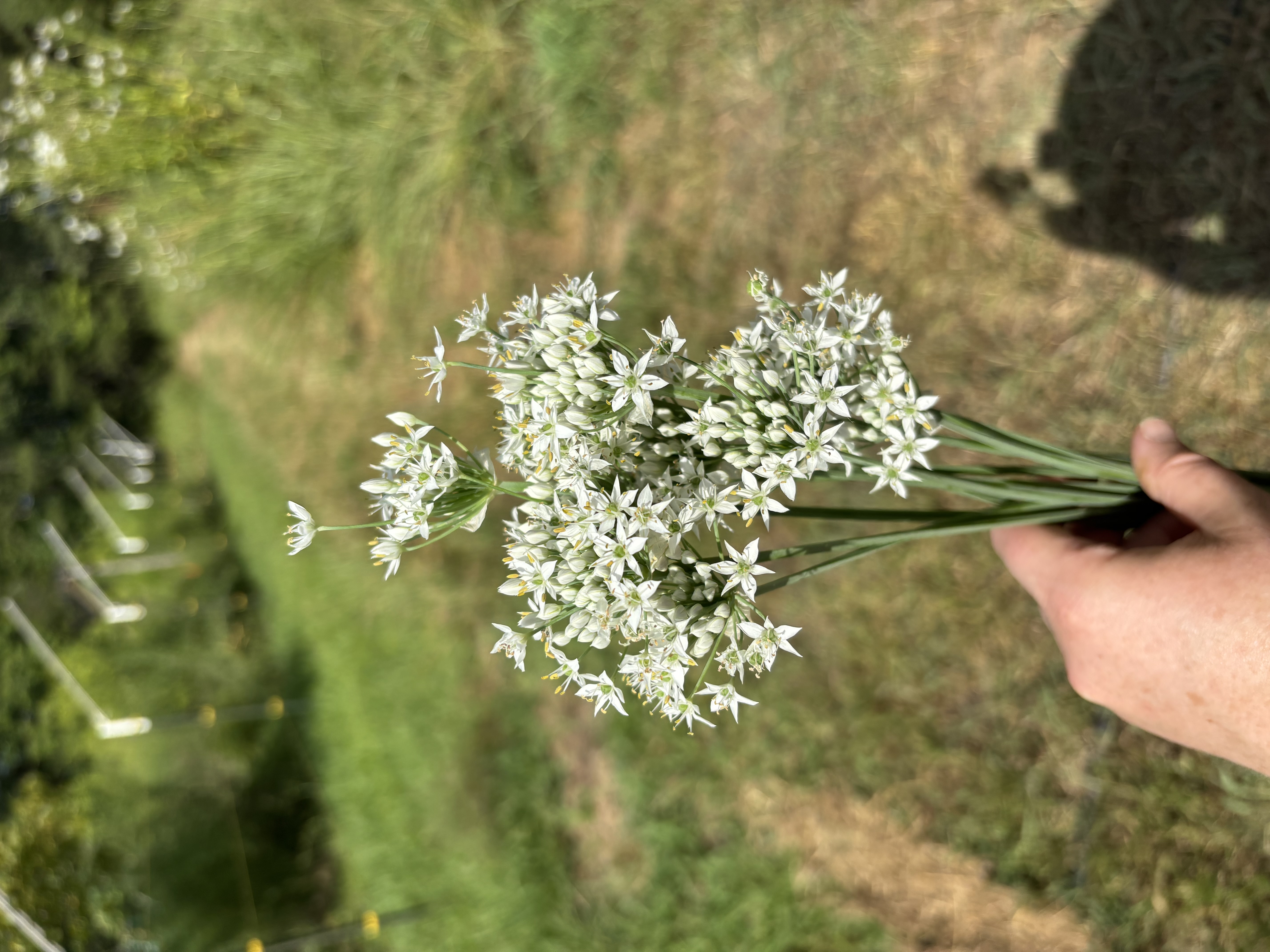 ALLIUM tuberosum