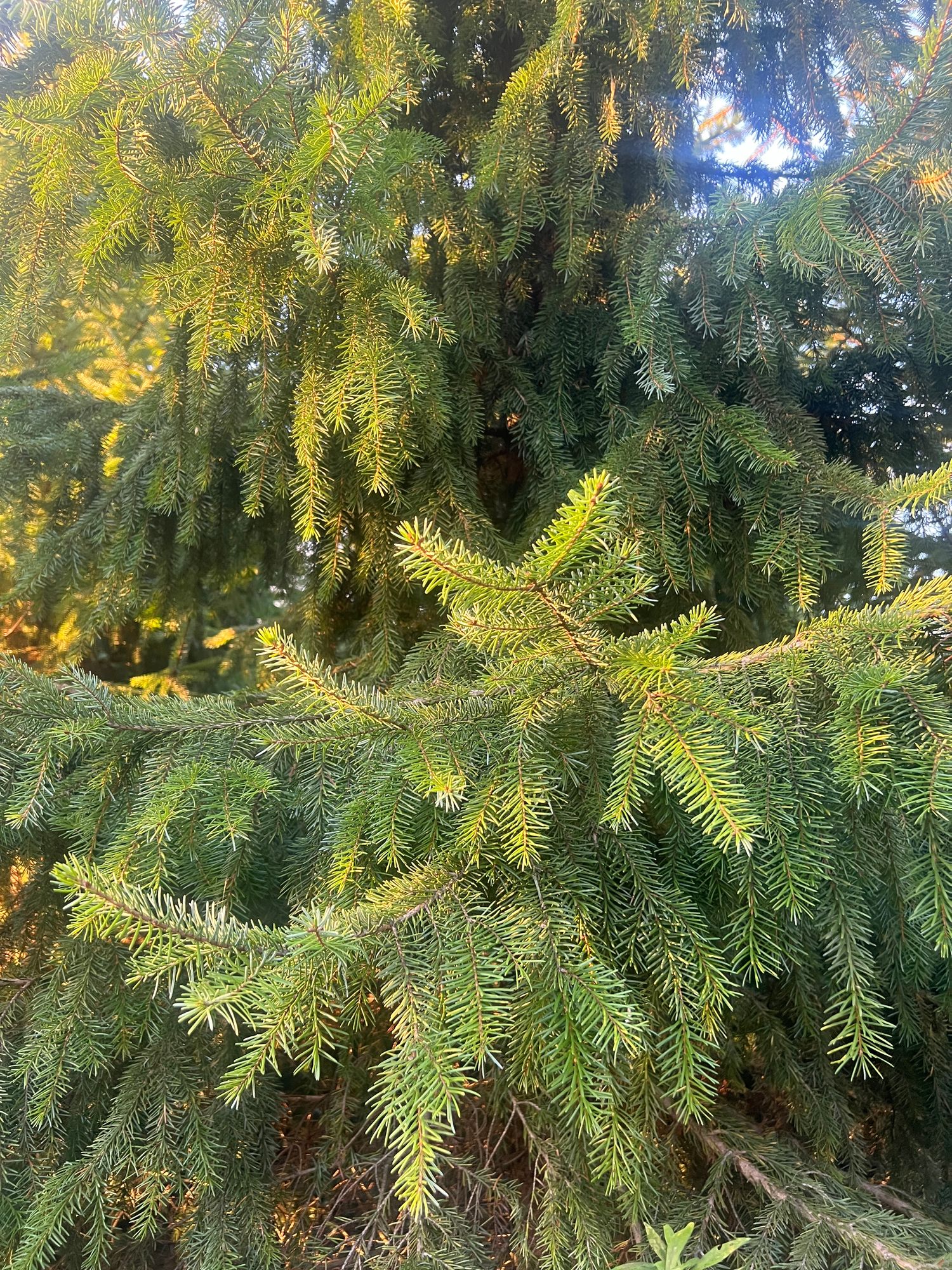 (50 stem bundle) Norway Spruce