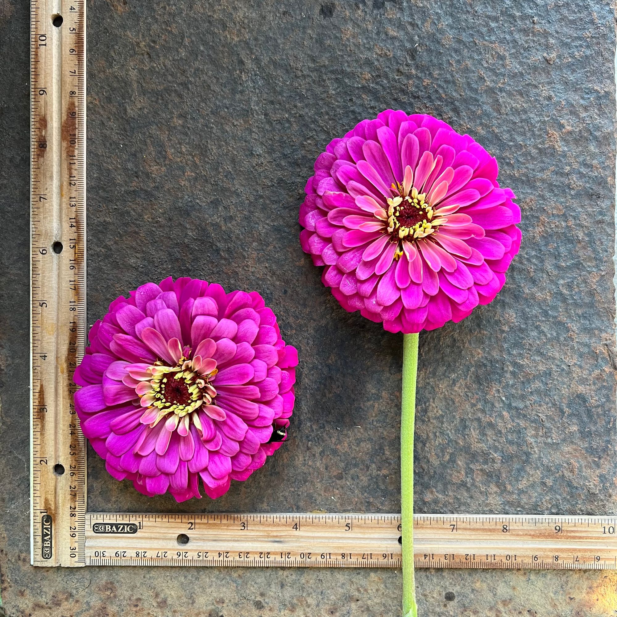 ZINNIA elegans Uproar