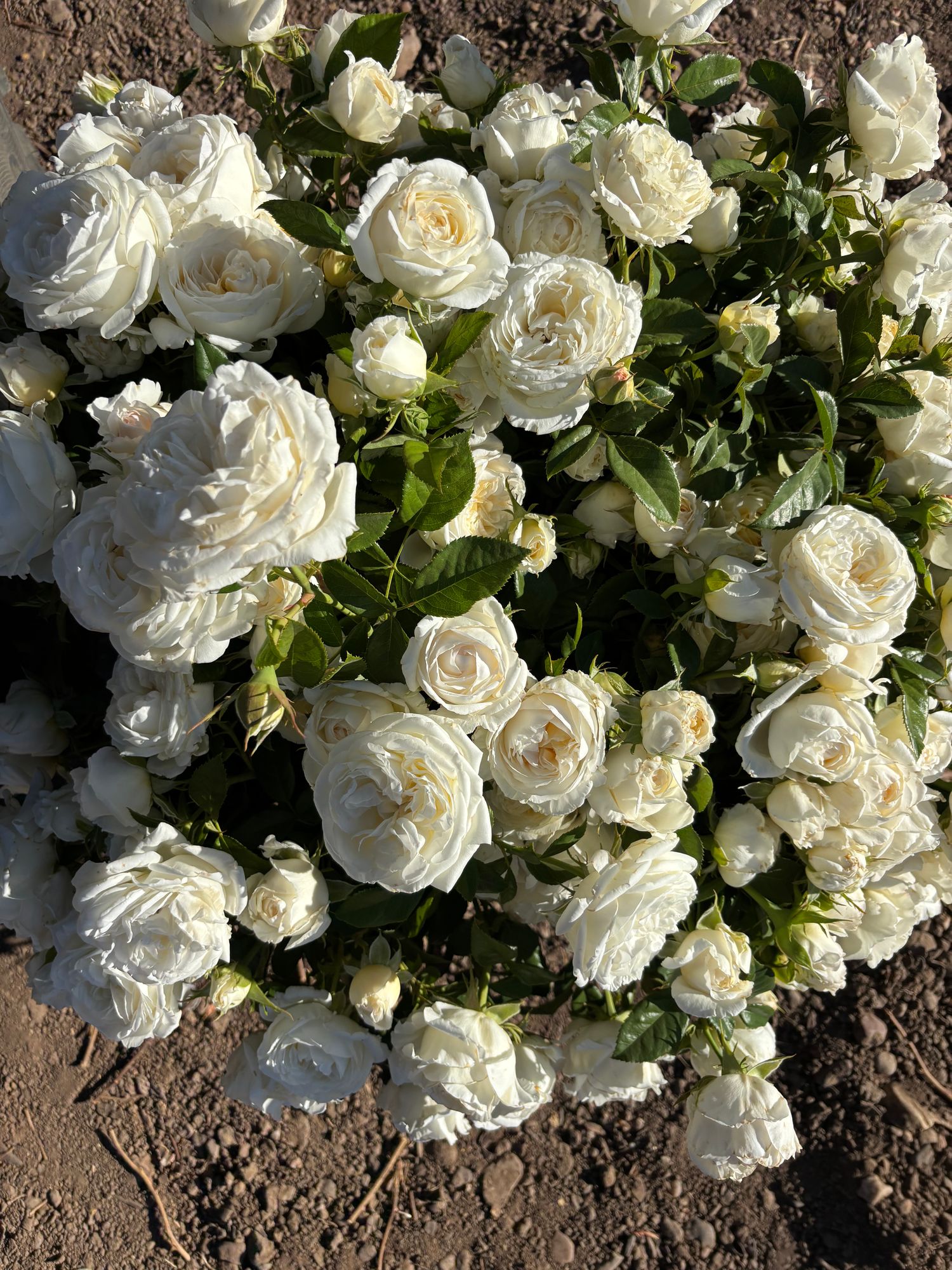 ROSA hybrida