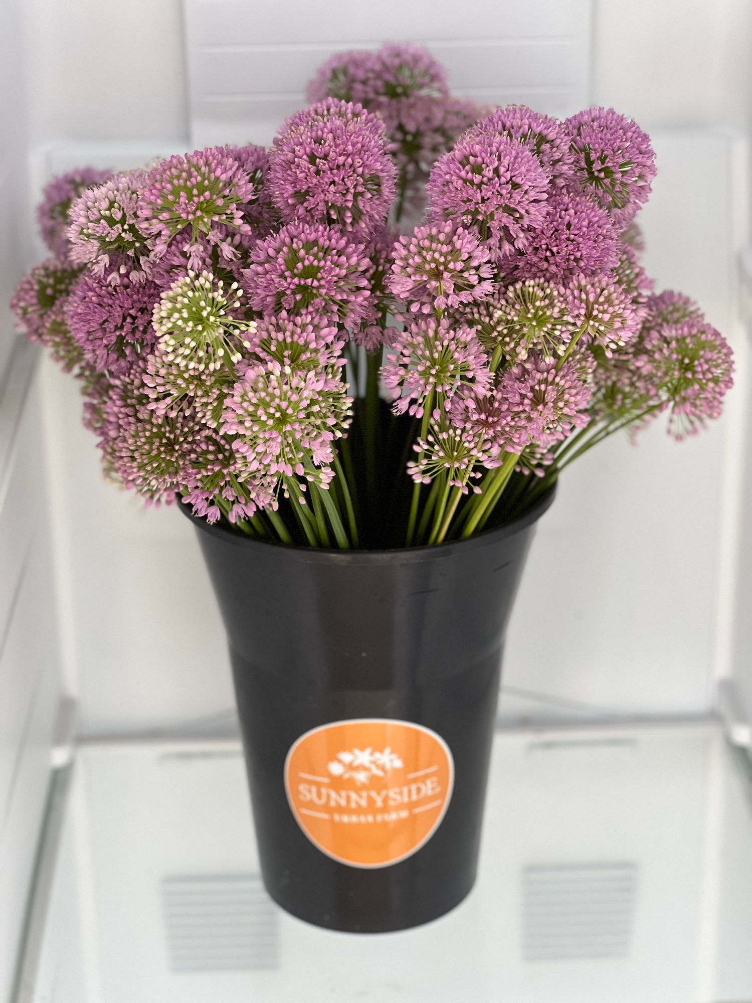 ALLIUM lusitanicum Summer Beauty