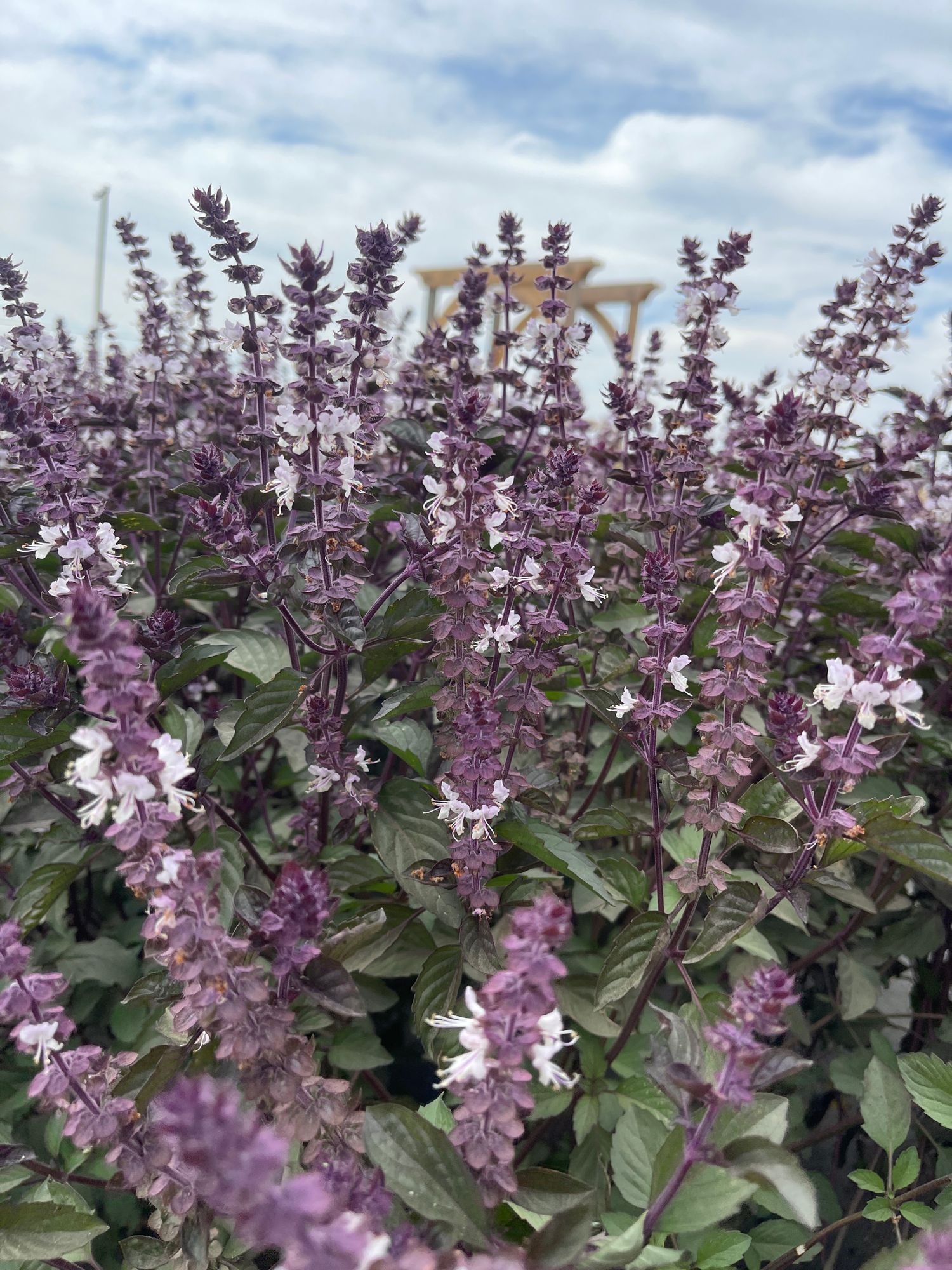 OCIMUM basilicum Aromatto