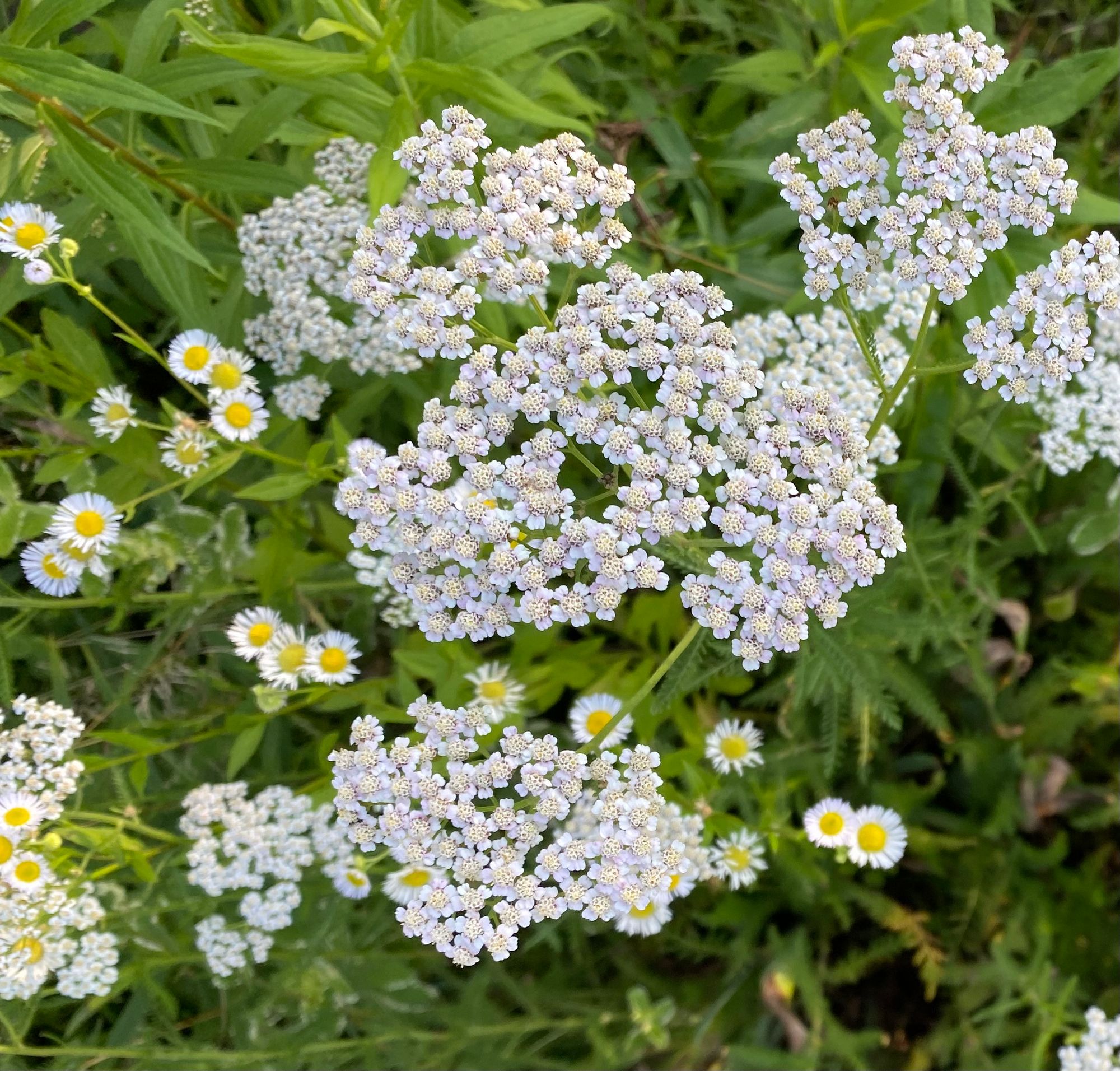 ACHILLEA millefolium