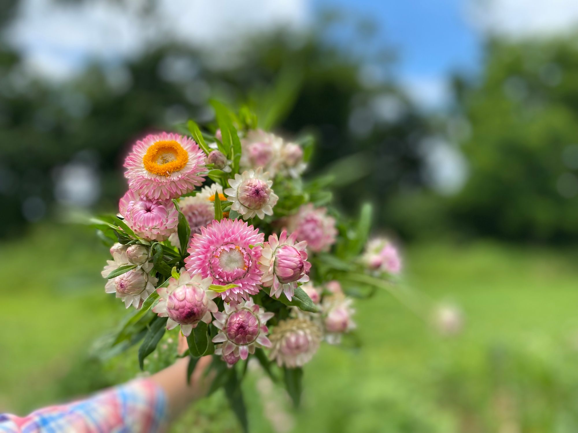 XEROCHRYSUM bracteatum Silvery Rose