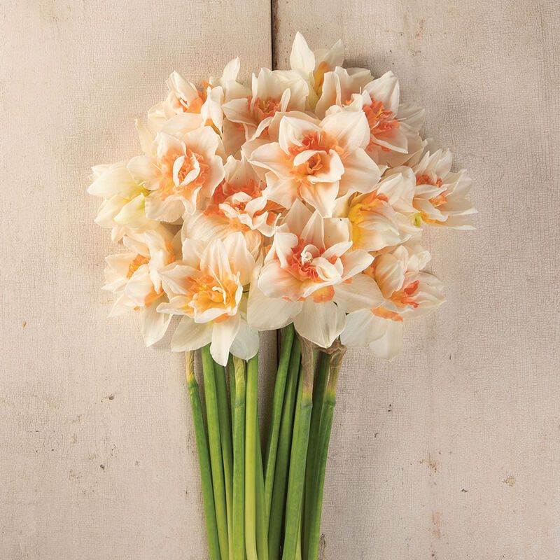 NARCISSUS Replete
