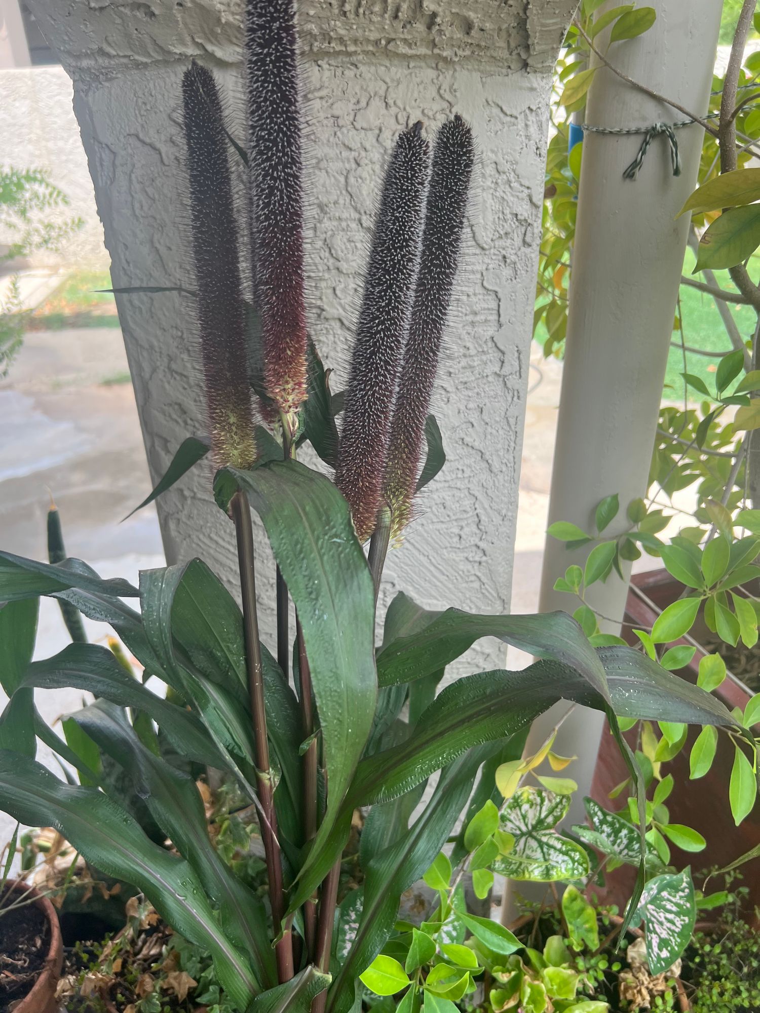 PENNISETUM glaucum Purple Majesty