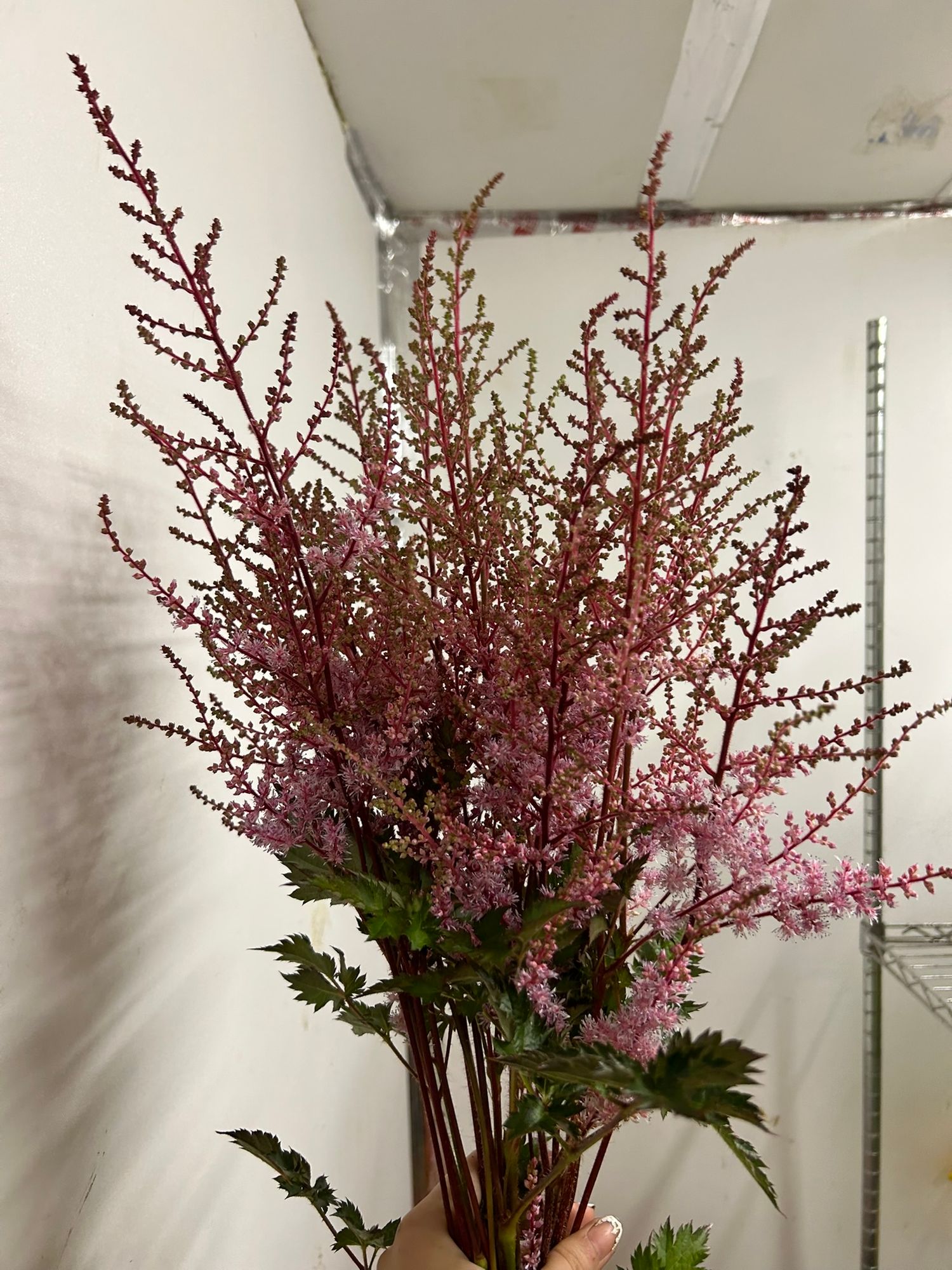 ASTILBE x Delft Lace
