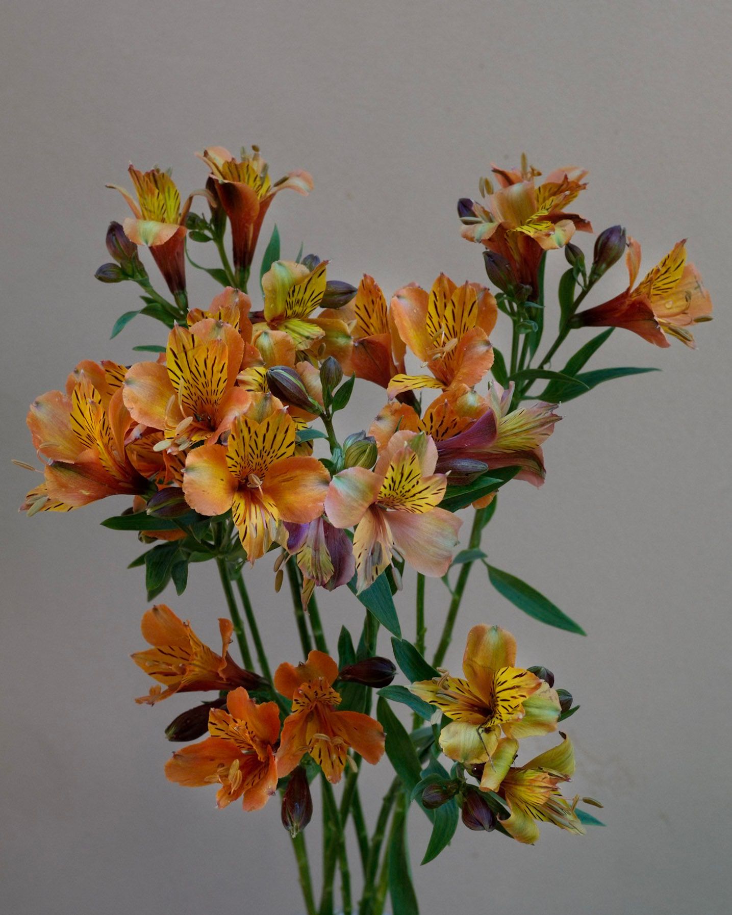 ALSTROEMERIA aurantiaca
