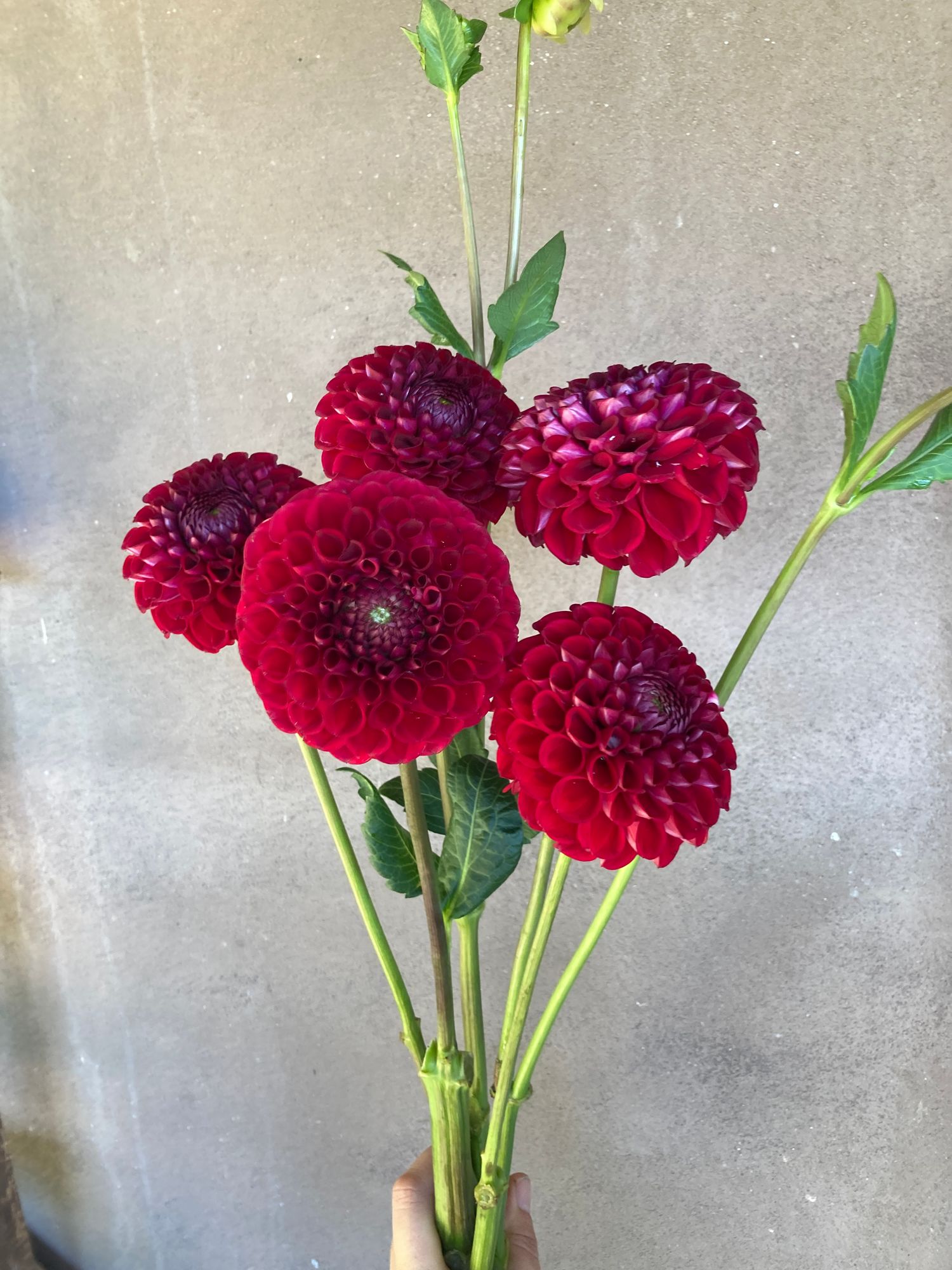 DAHLIA Cornel