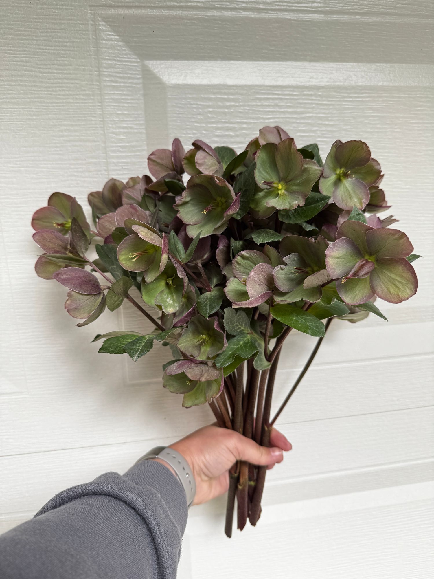 HELLEBORUS x hybridus