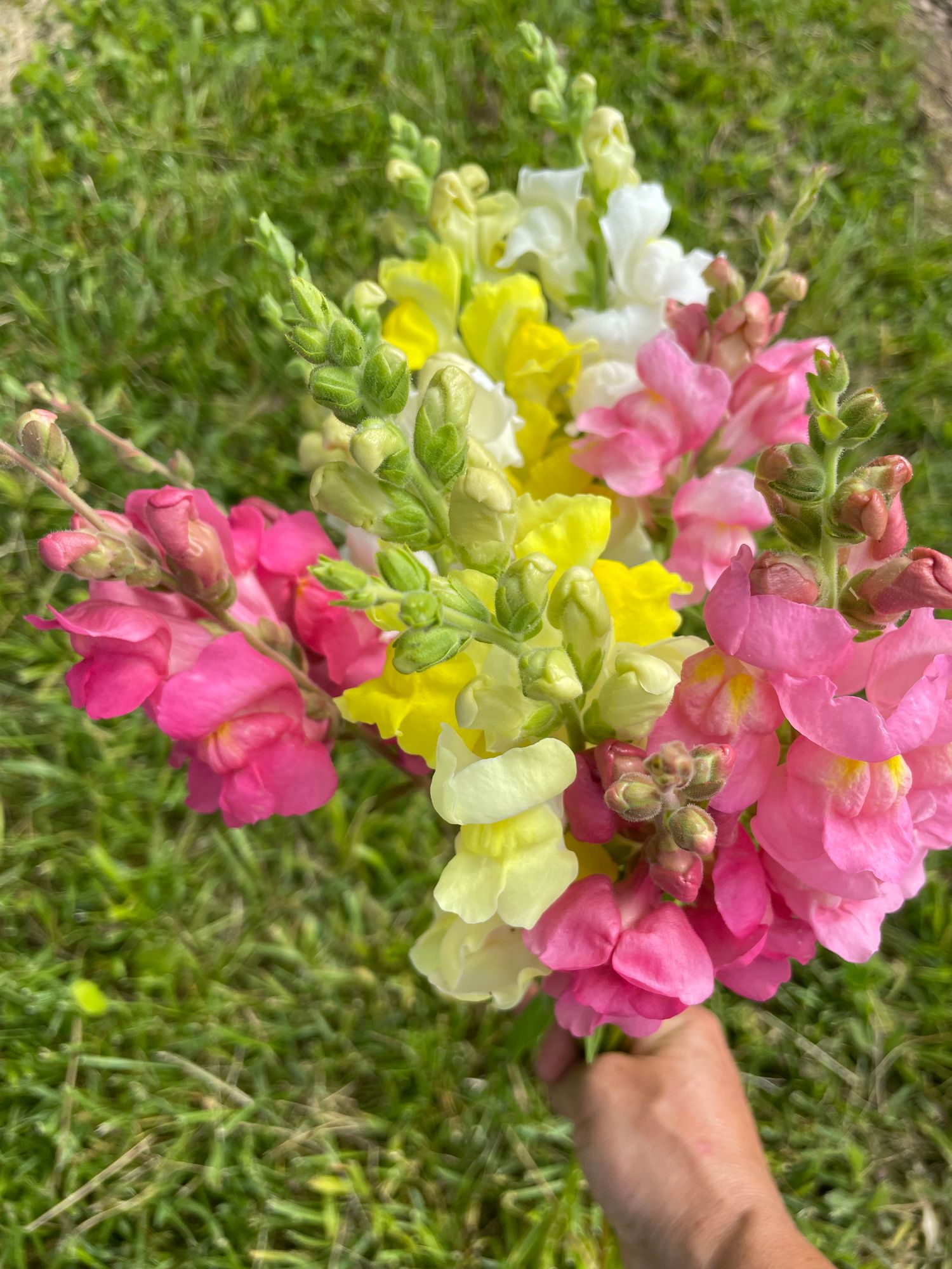ANTIRRHINUM majus Rocket
