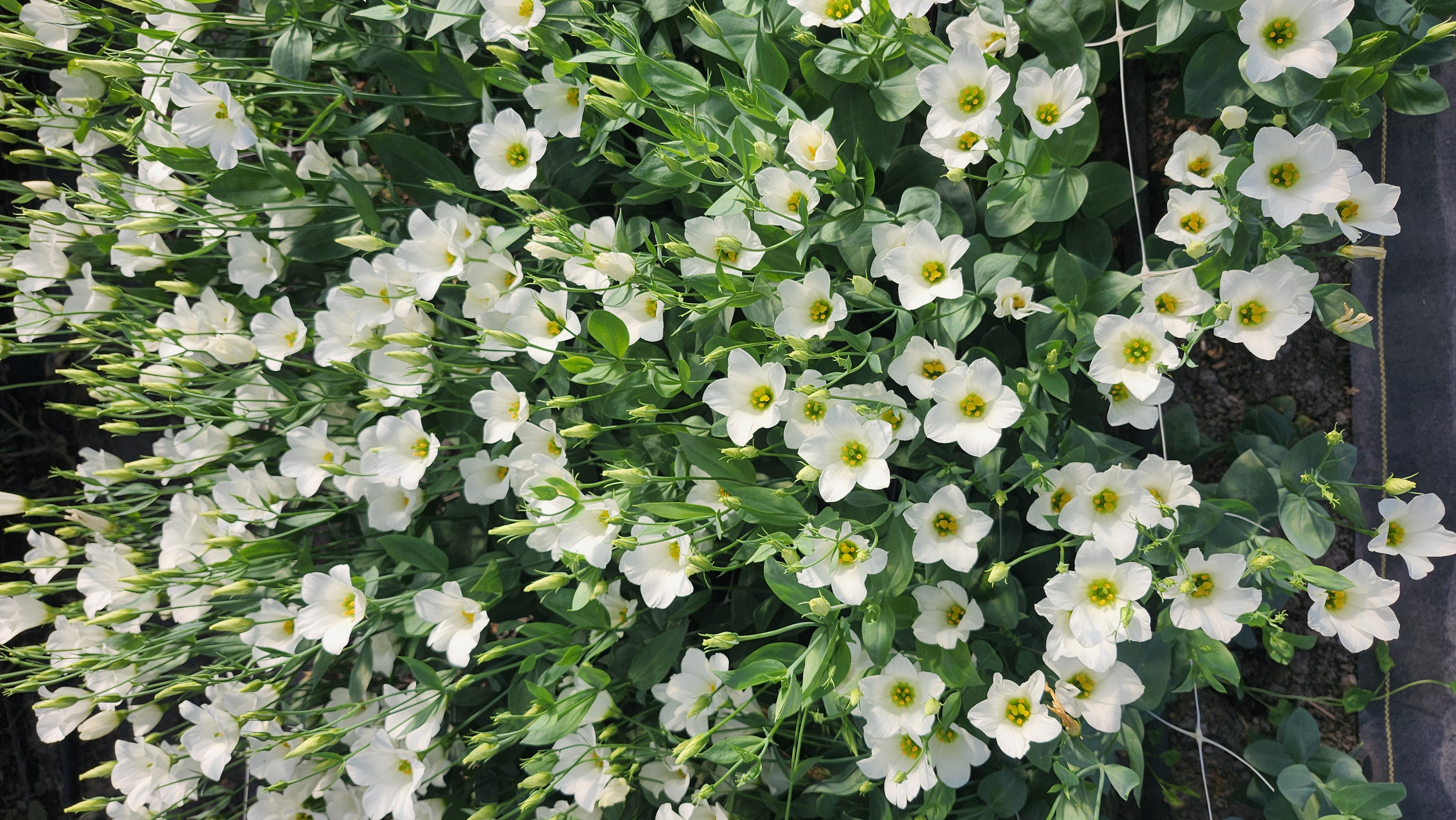 EUSTOMA grandiflorum Macheriena White