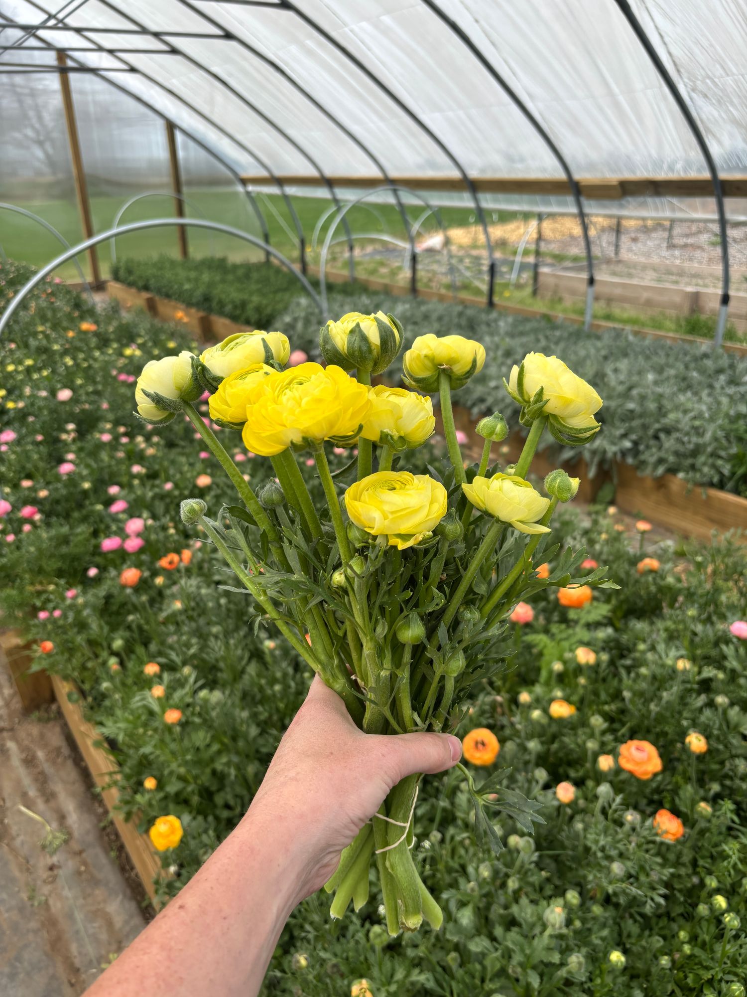 RANUNCULUS Amandine Cream