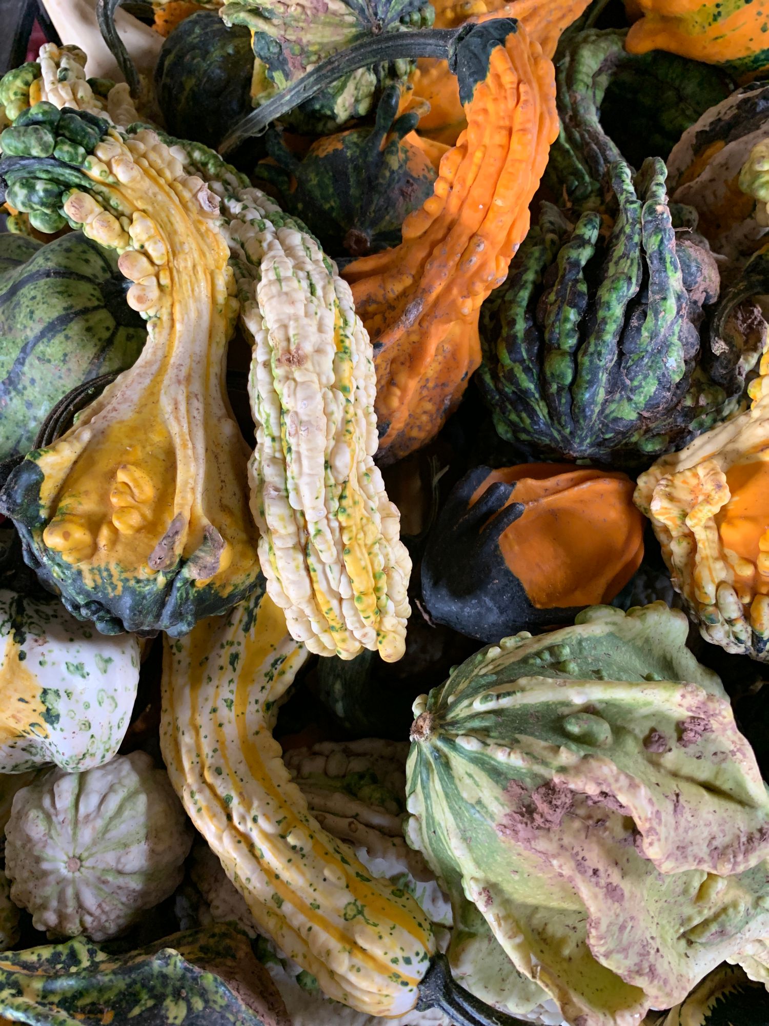 Large Gourds