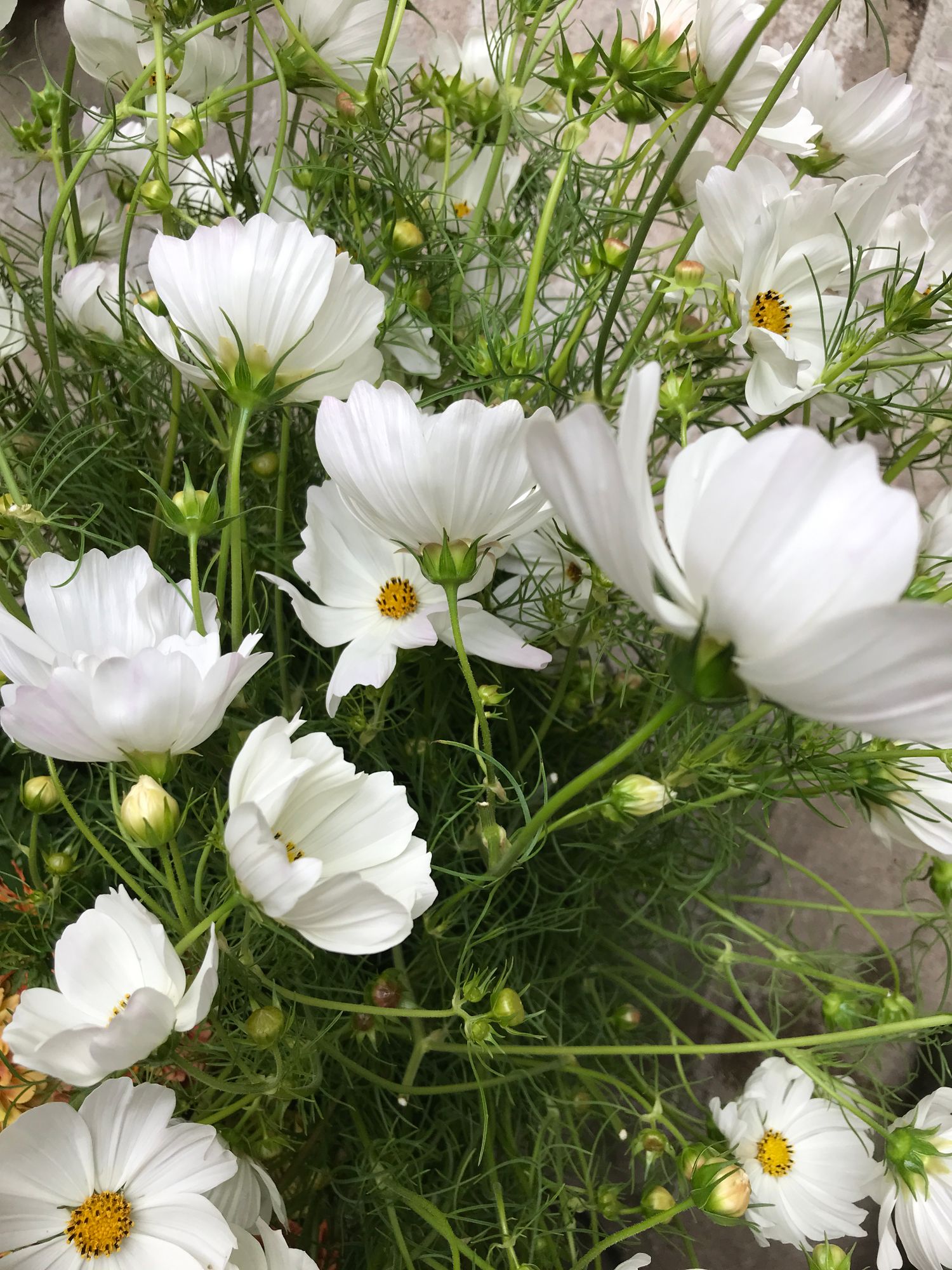 COSMOS bipinnatus