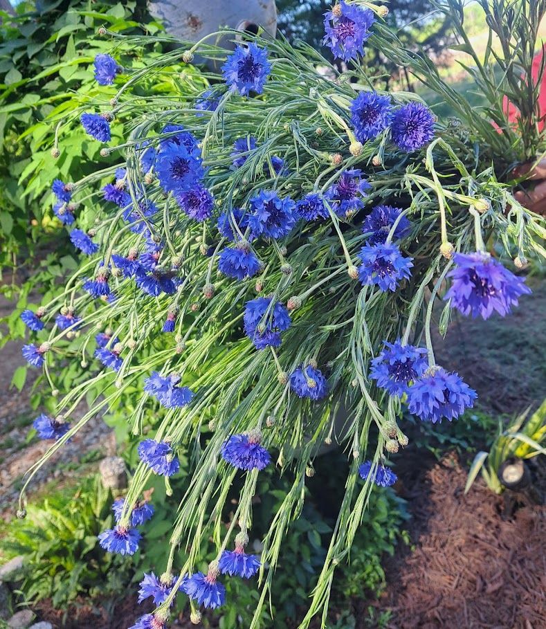 CENTAUREA cyanus Blue Boy