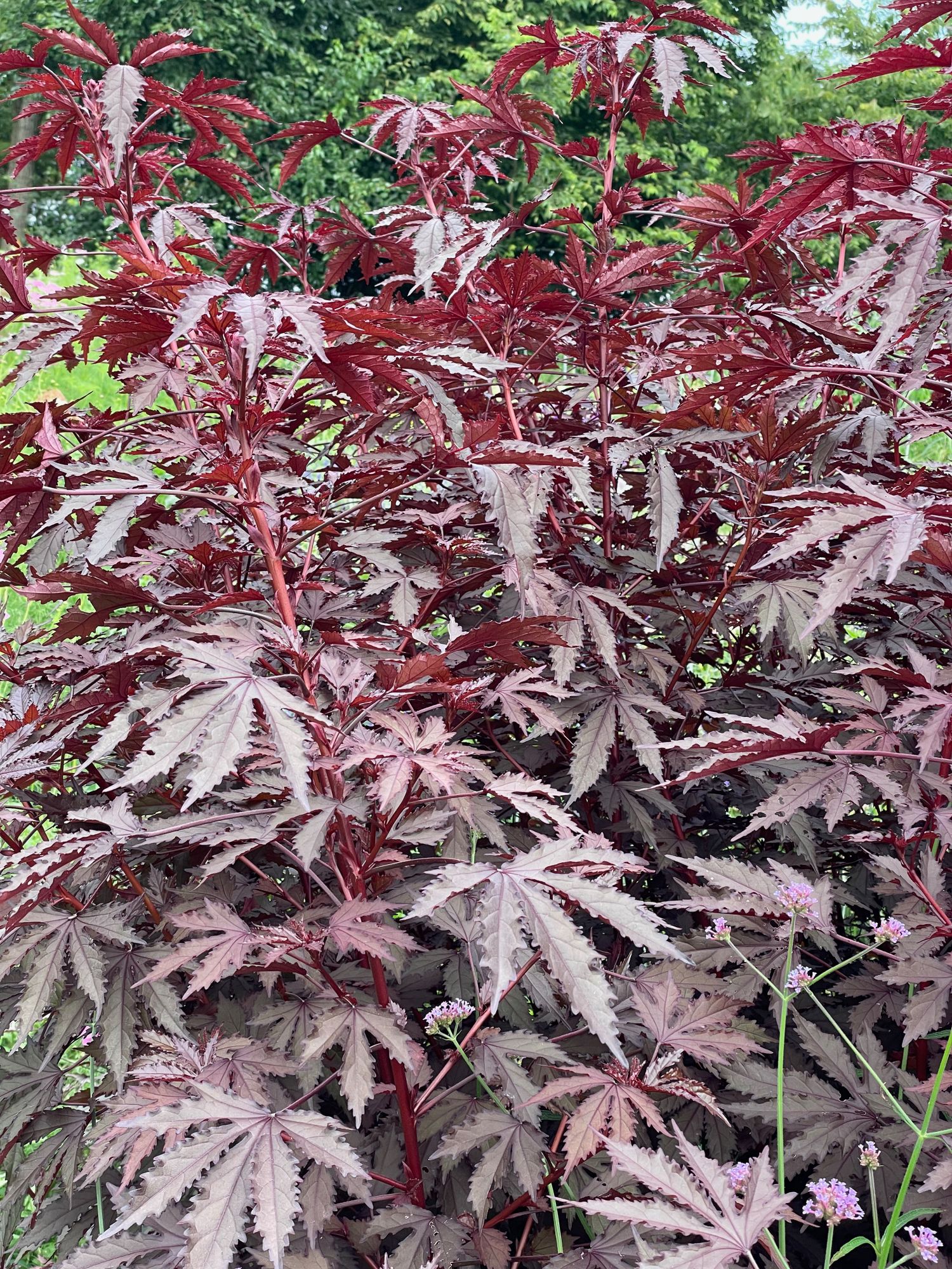 HIBISCUS acetosella