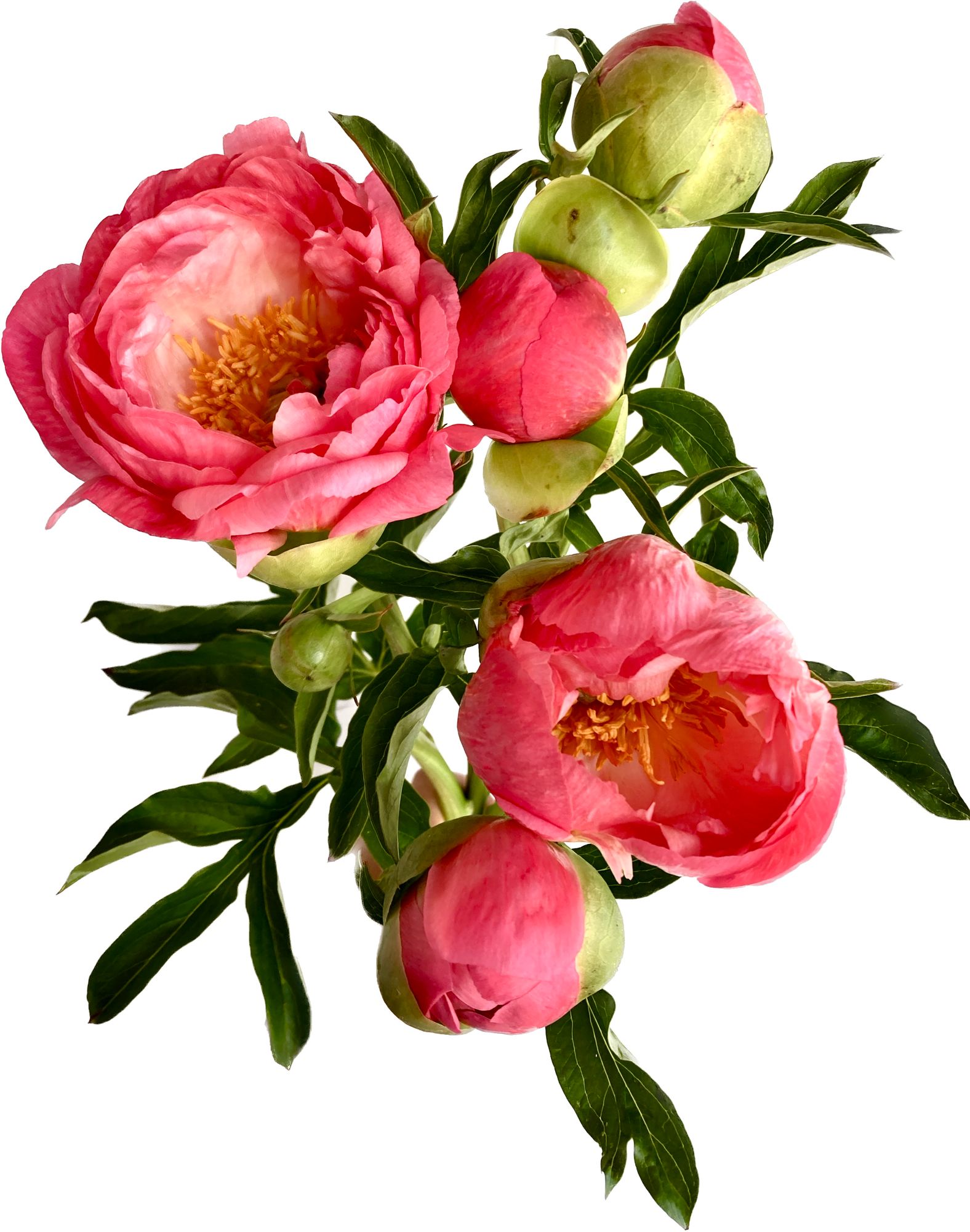 PAEONIA lactiflora Coral Charm