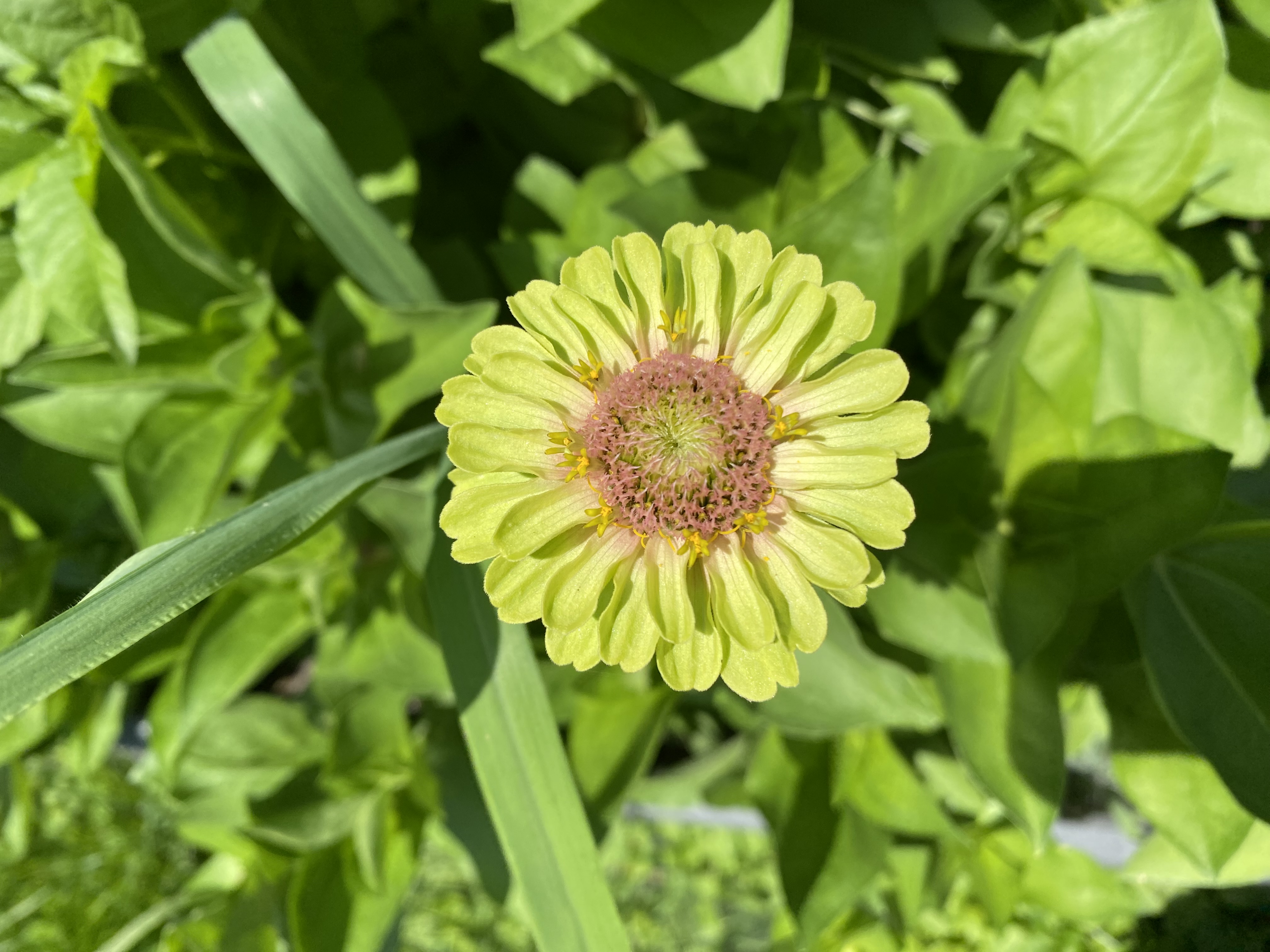 ZINNIA elegans Queeny Lime