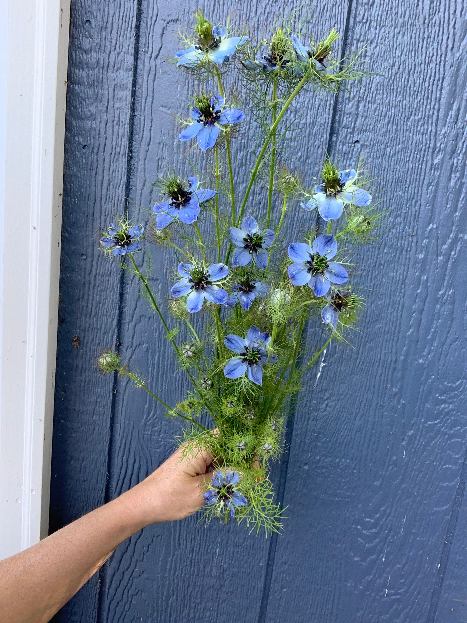 NIGELLA