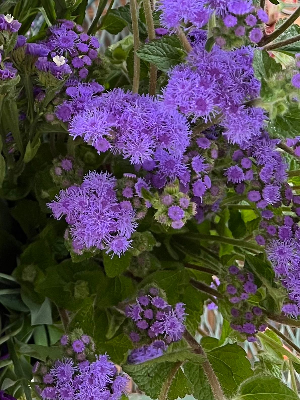 AGERATUM houstonianum Blue Horizon