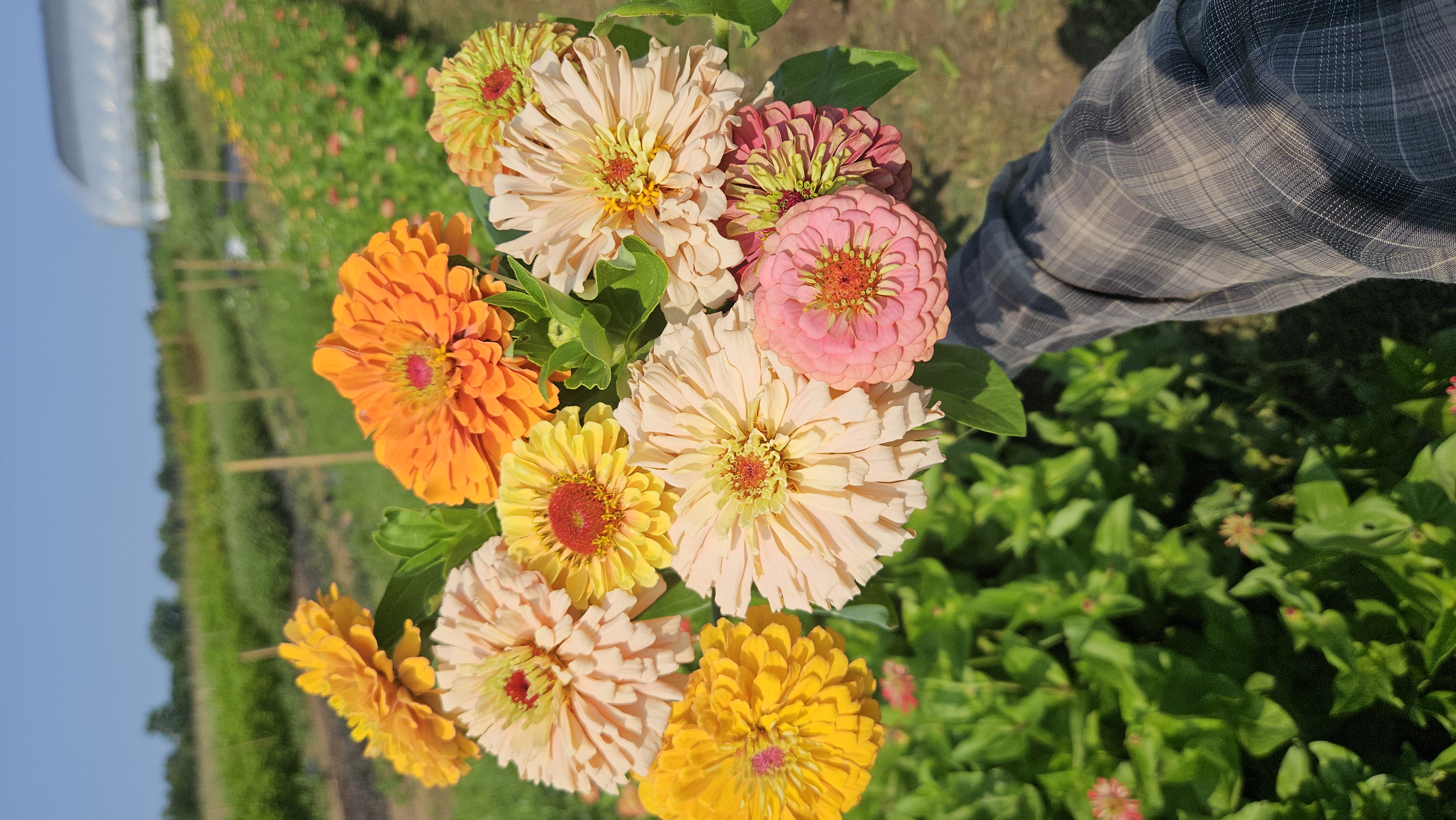 Zinnia Mix bouquet