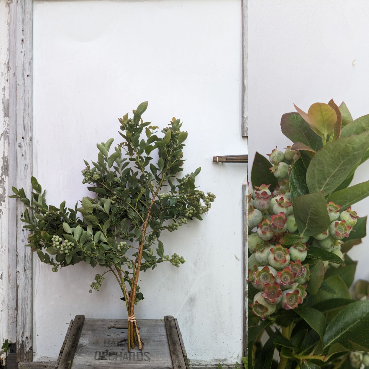 VACCINIUM myrtilloides