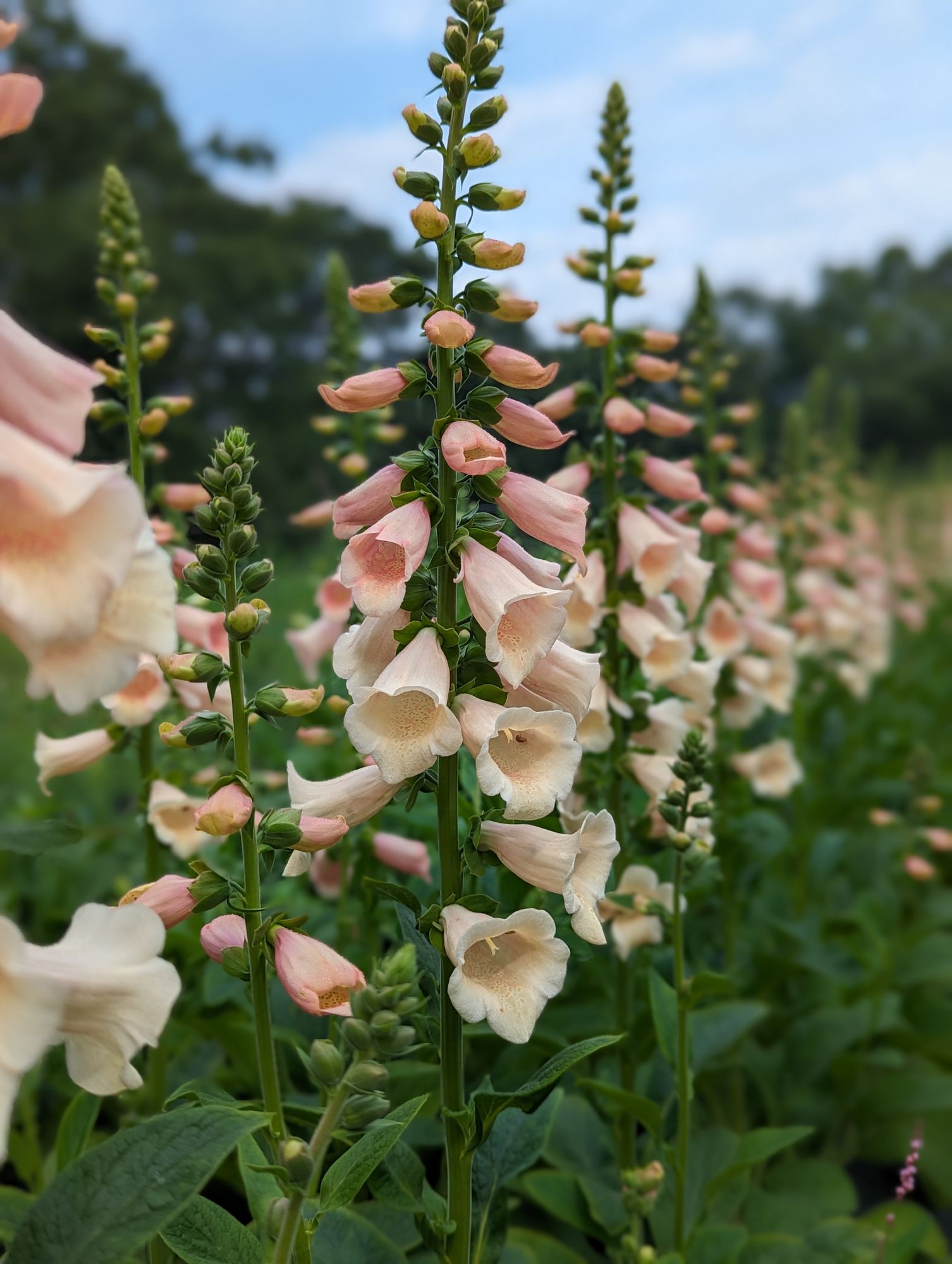 DIGITALIS purpurea Dalmatian Peach