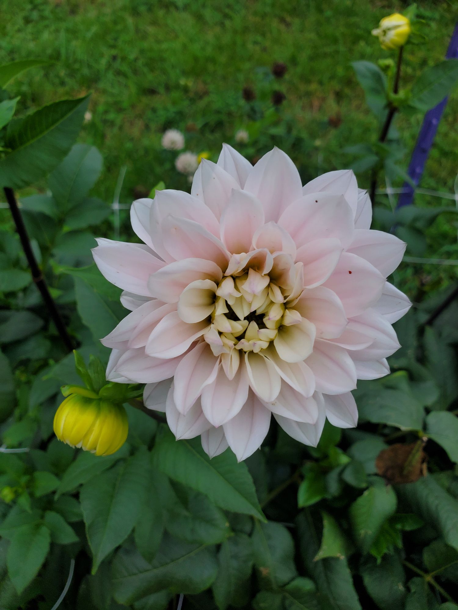 DAHLIA Decorative