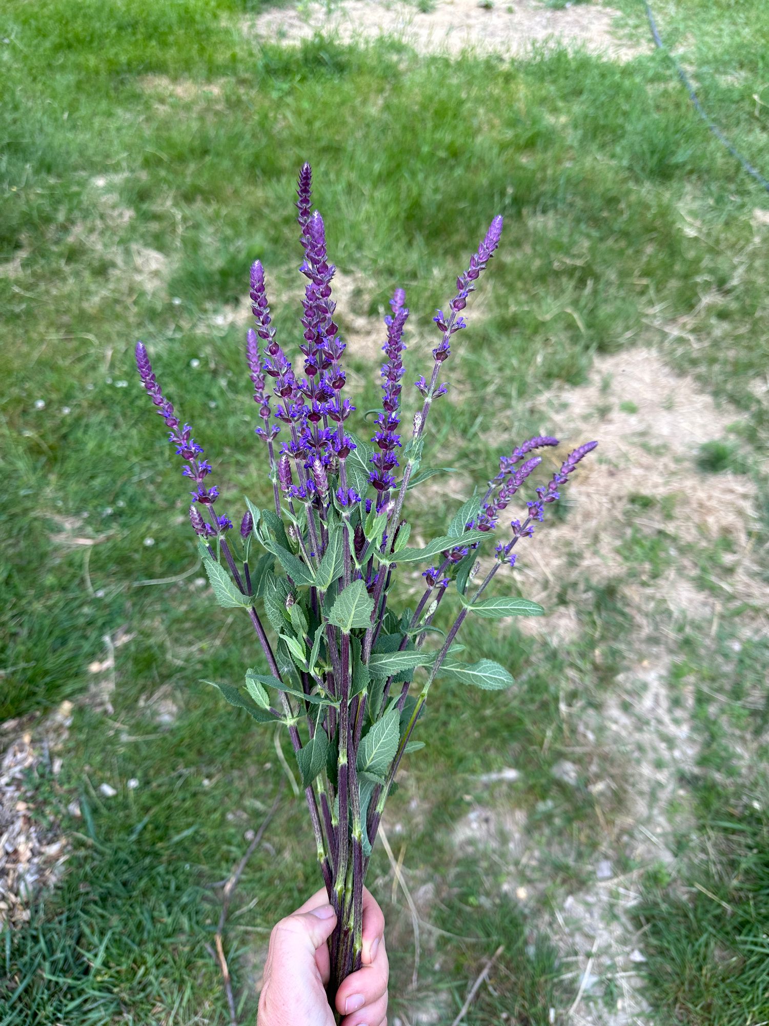 SALVIA nemorosa Lyrical