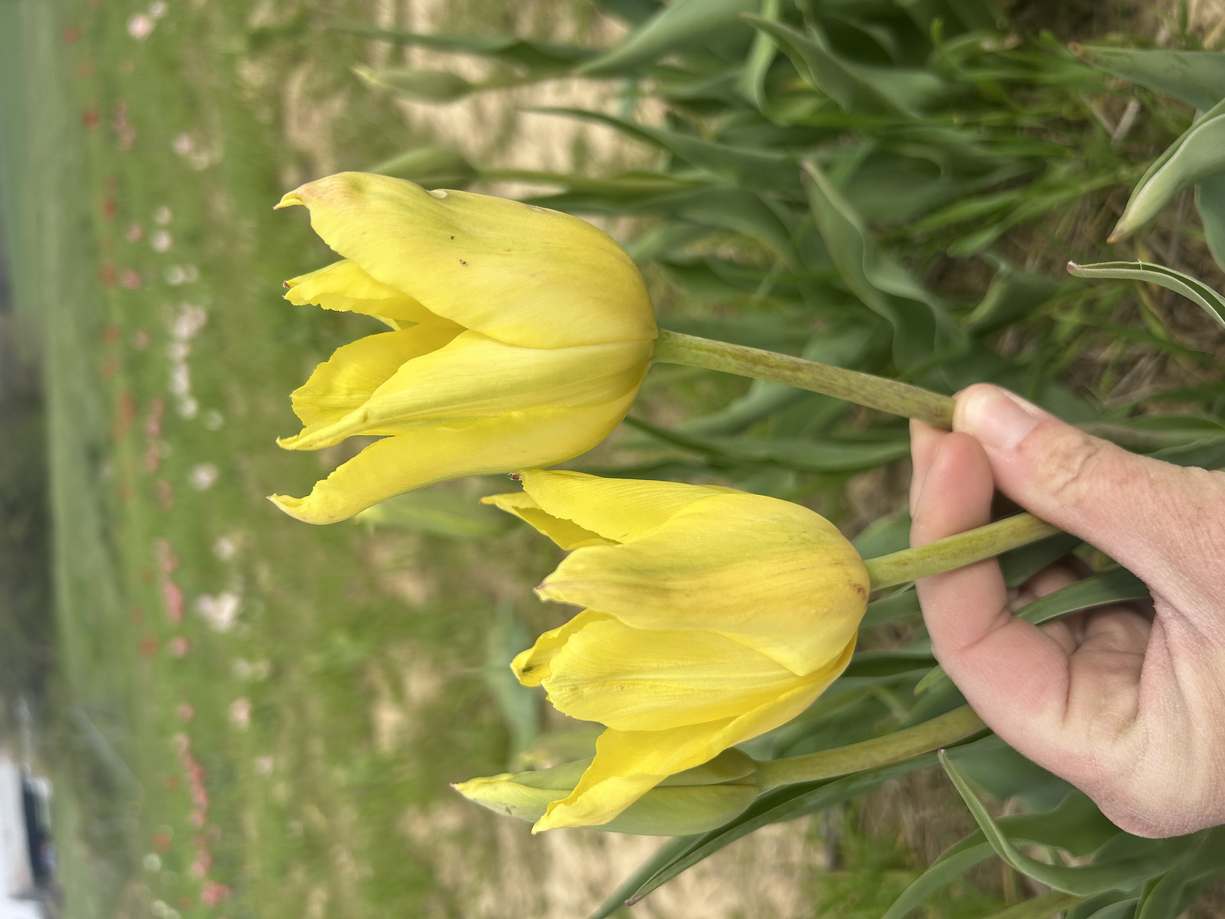TULIPA