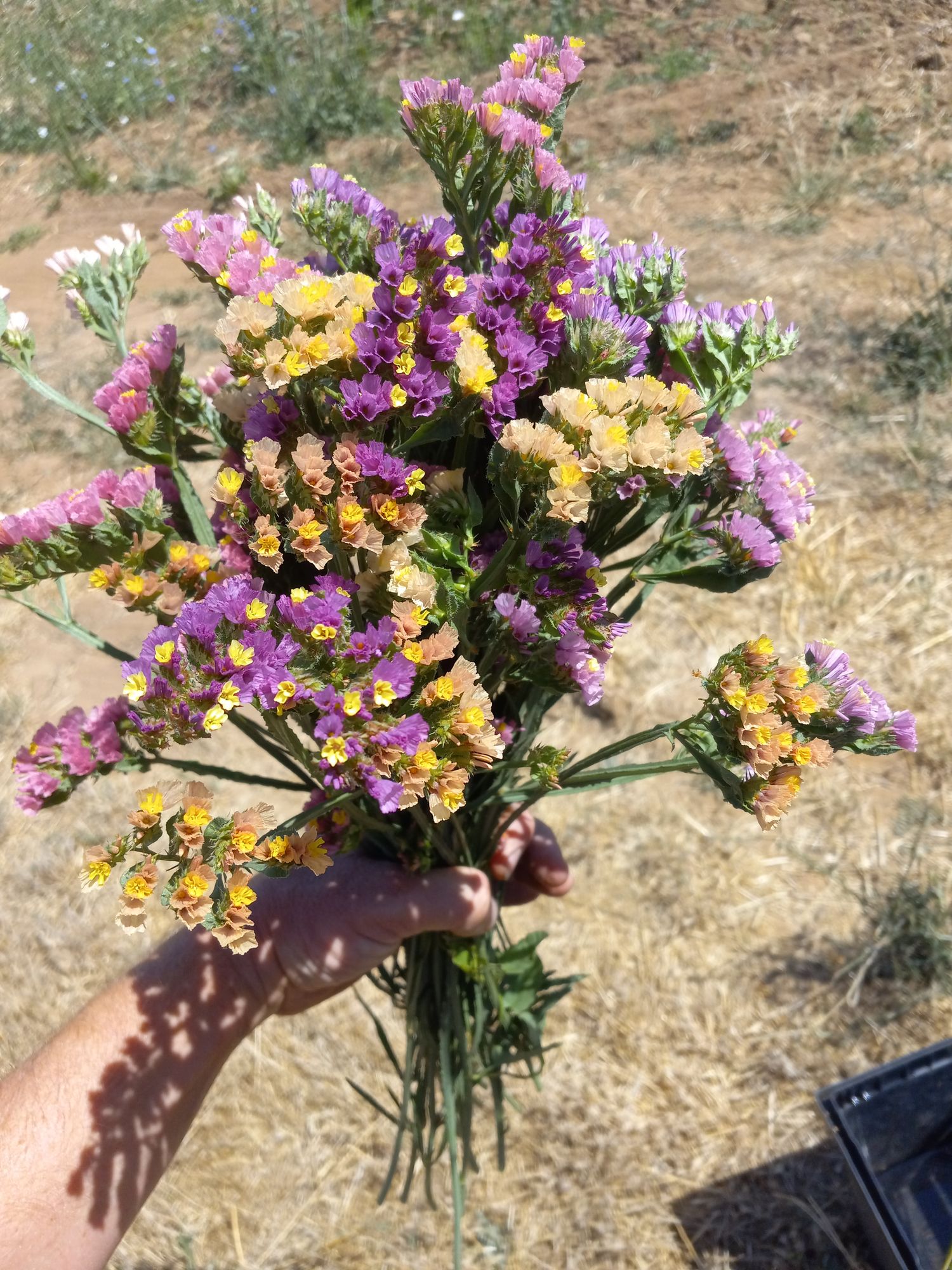 LIMONIUM sinuatum QIS