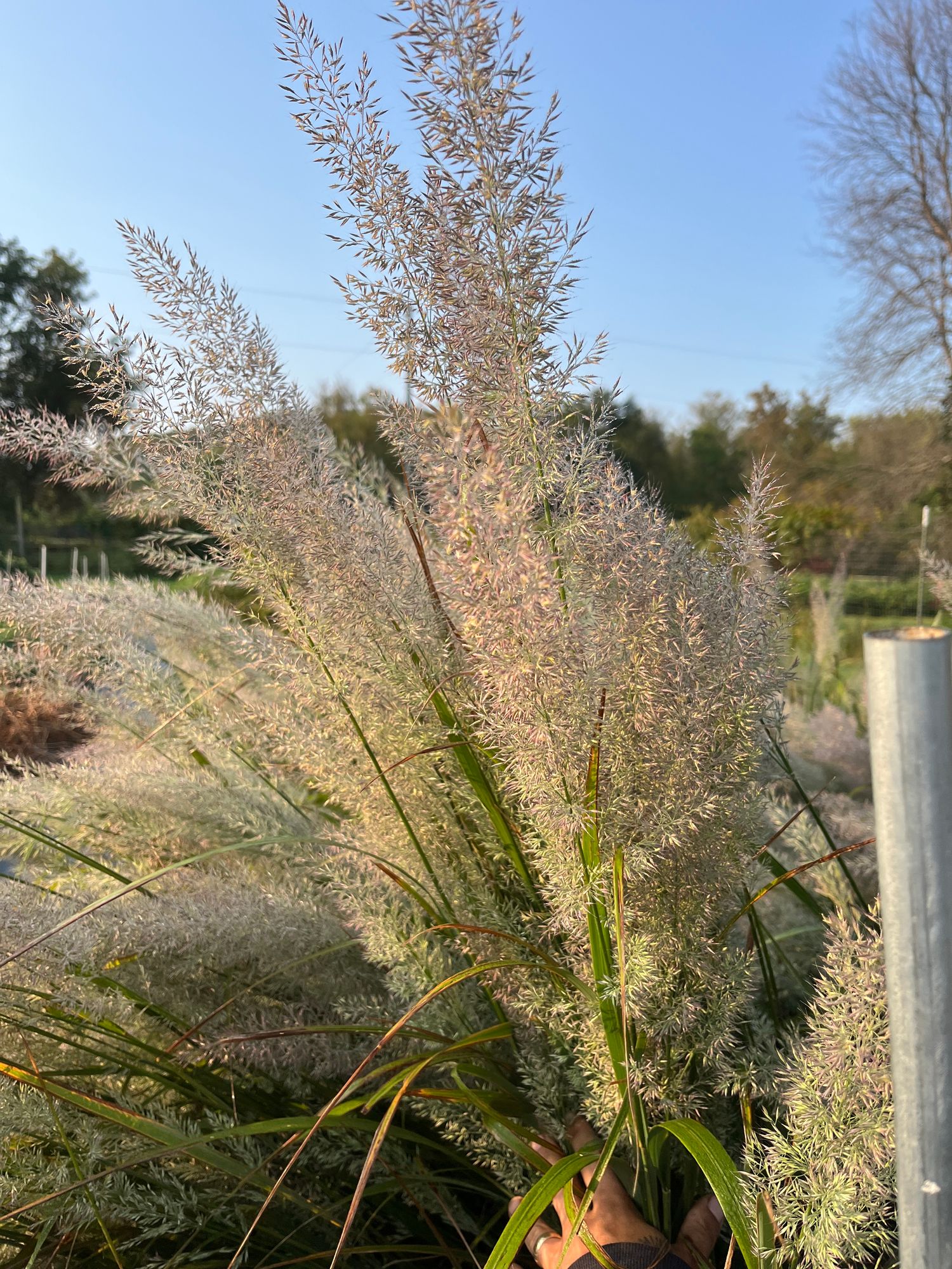 CALAMAGROSTIS brachytricha