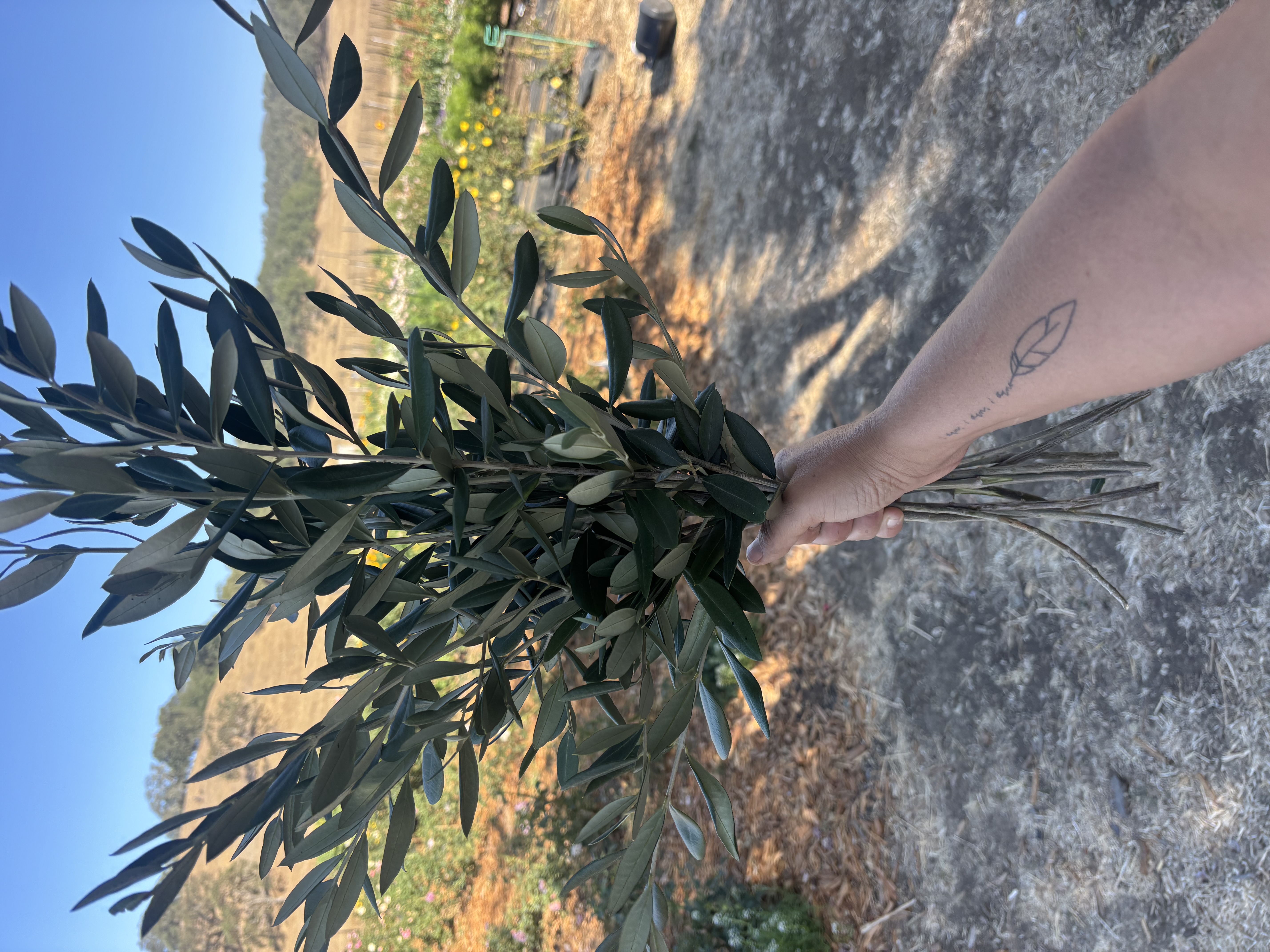 OLEA europaea