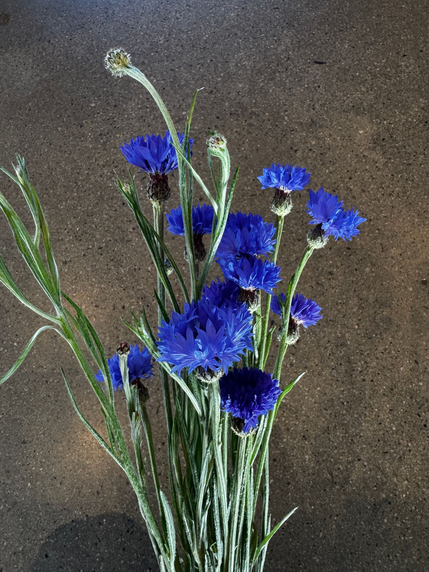 CENTAUREA cyanus Blue Boy