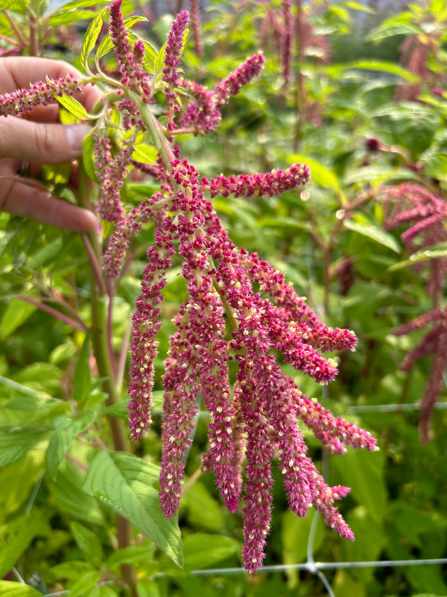 AMARANTHUS caudatus Red Cascade