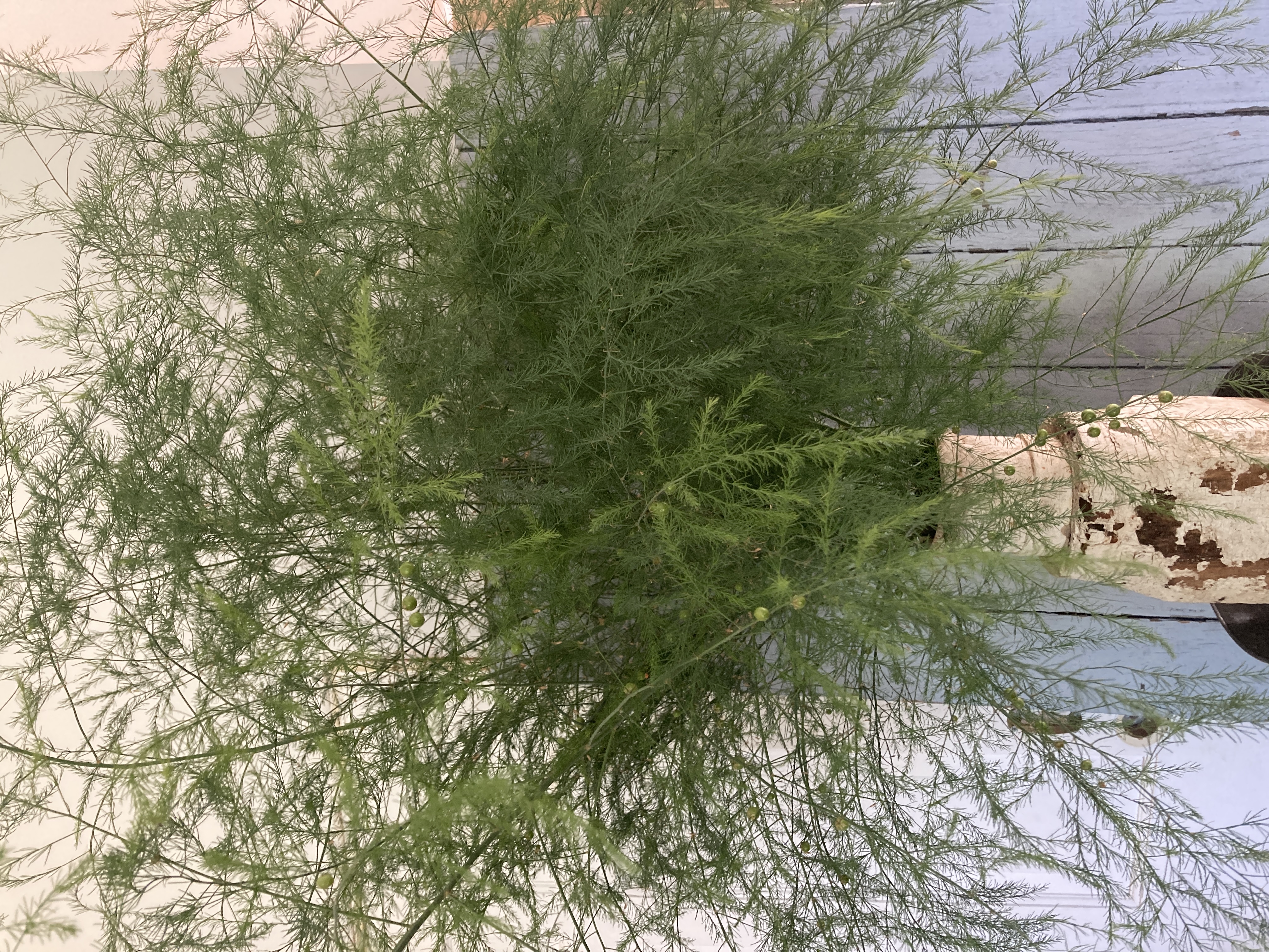 ASPARAGUS officinalis