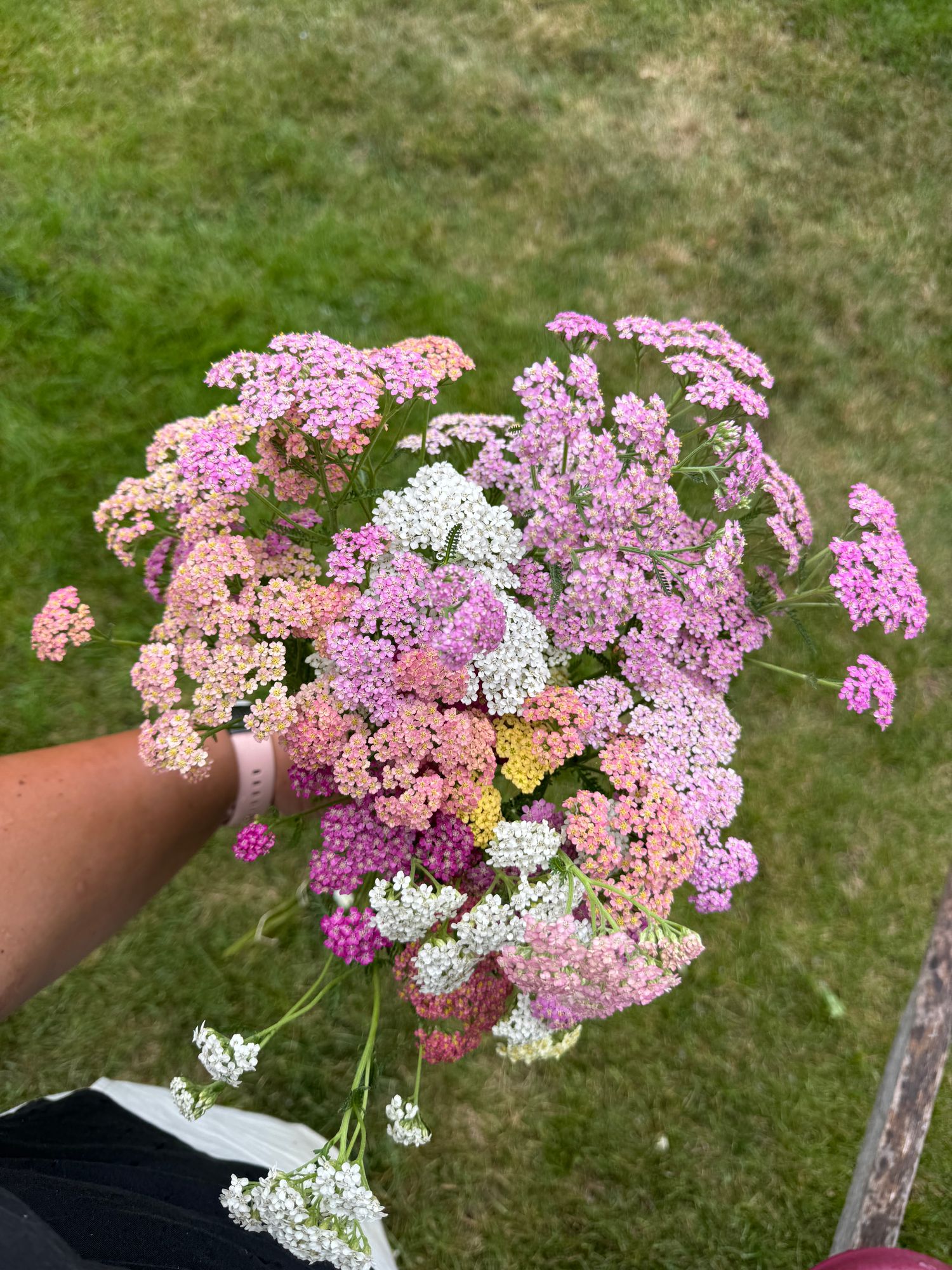 ACHILLEA millefolium