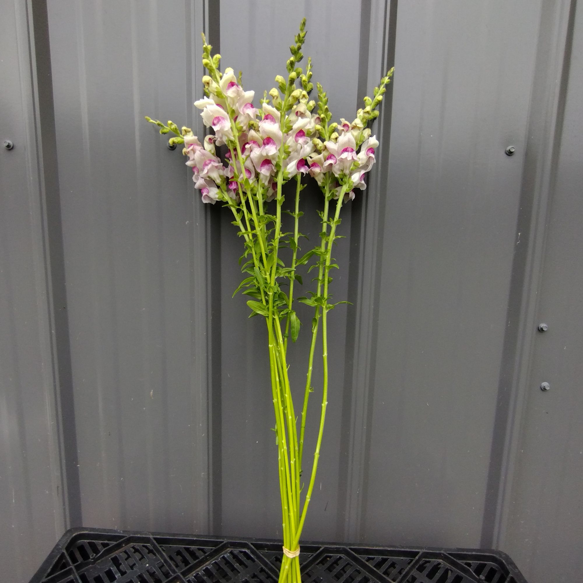ANTIRRHINUM majus Maryland Plumblossom